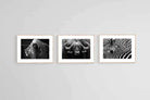 Animal Set-Wall_Art-80 x 60cm (x3)-Framed Print-Wood-Pixalot