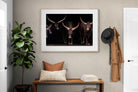 Pixalot Ankole-Watusi Herd