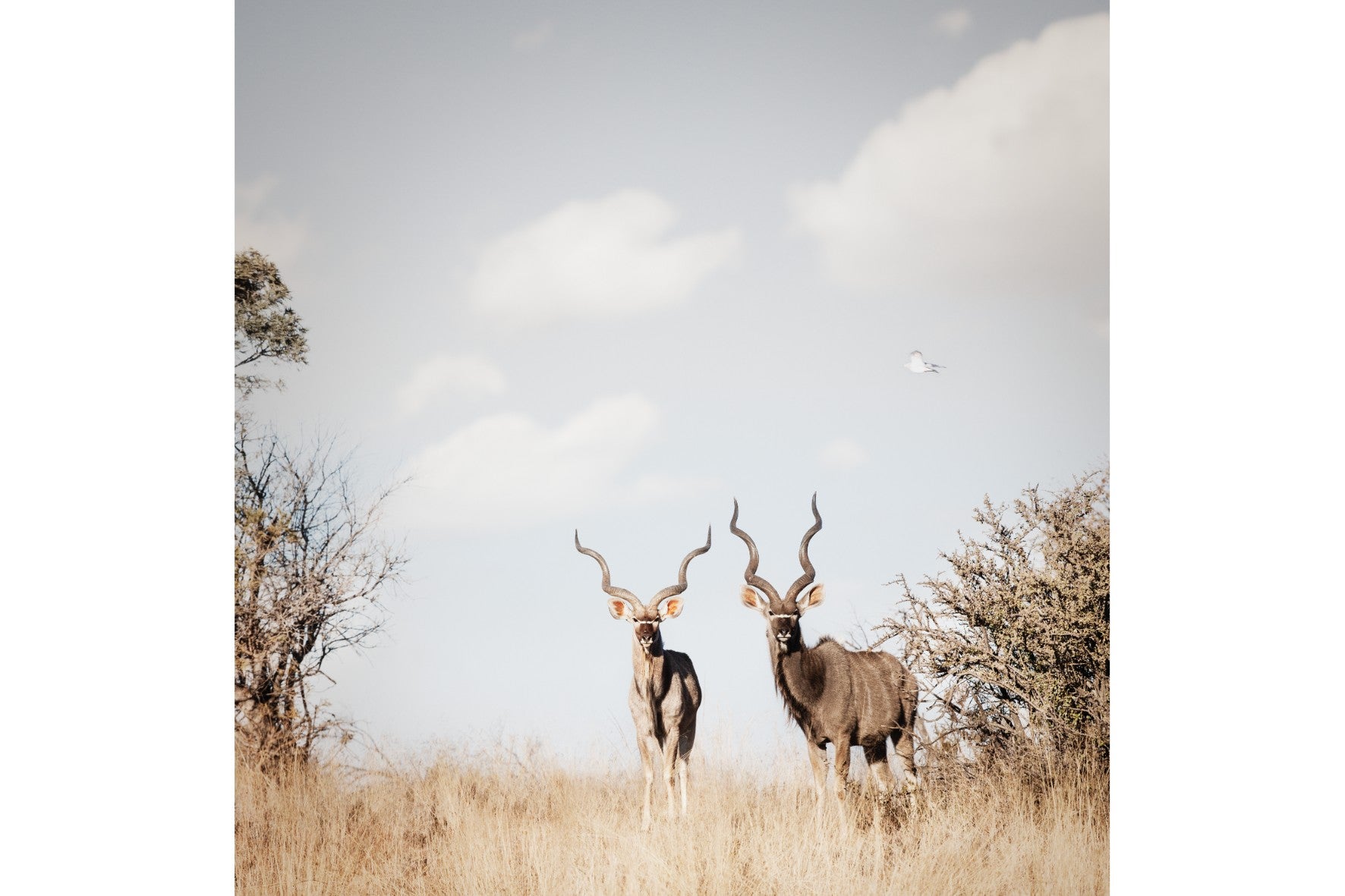 Antelope Duo-Wall_Art-Pixalot