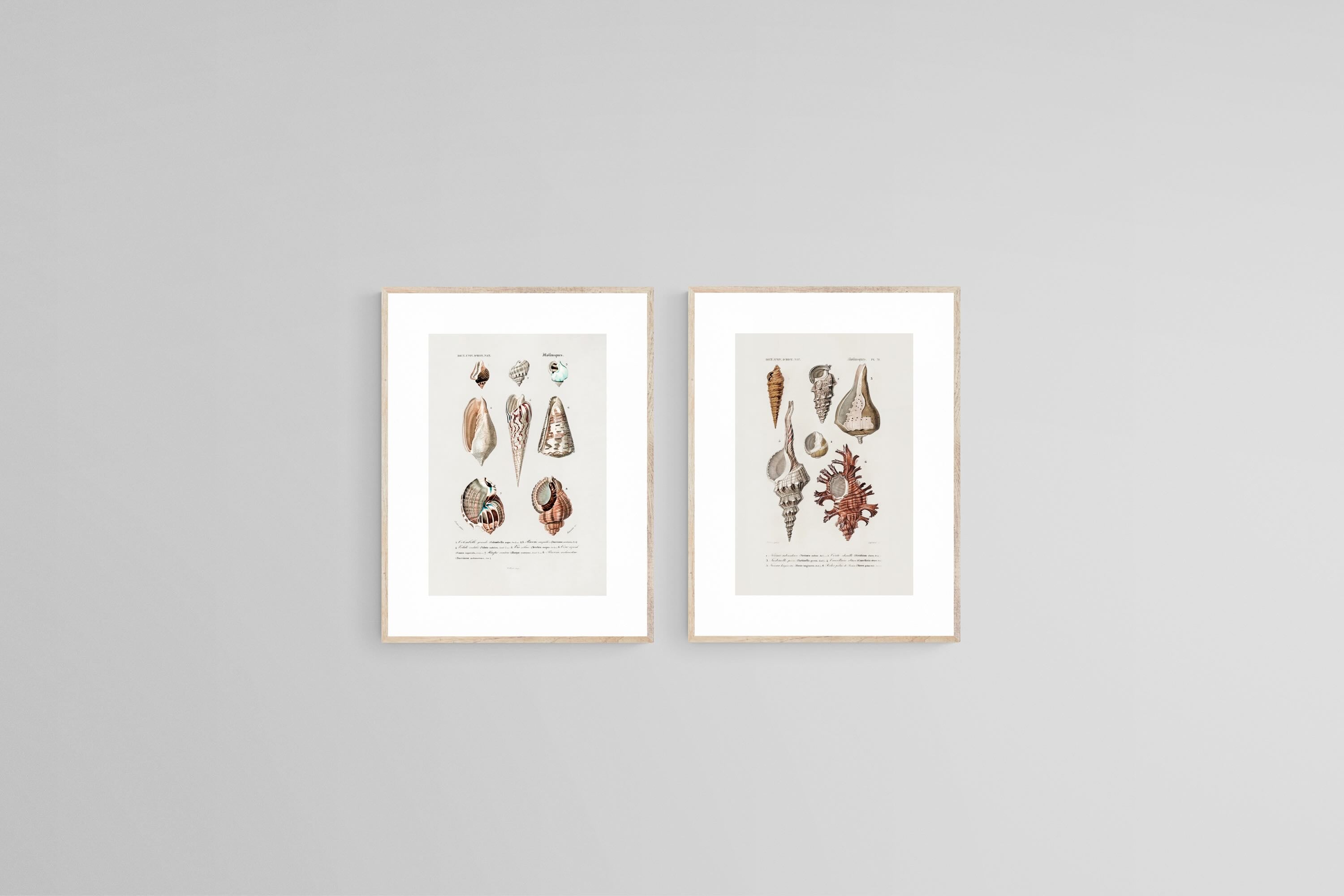 Antique Shells Set