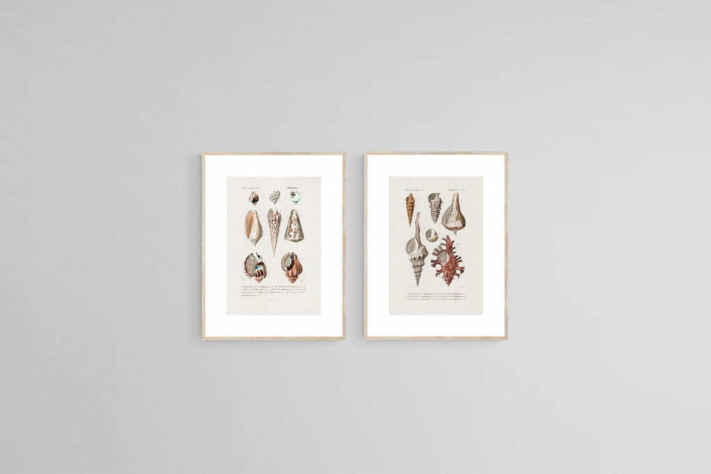Antique Shells Set