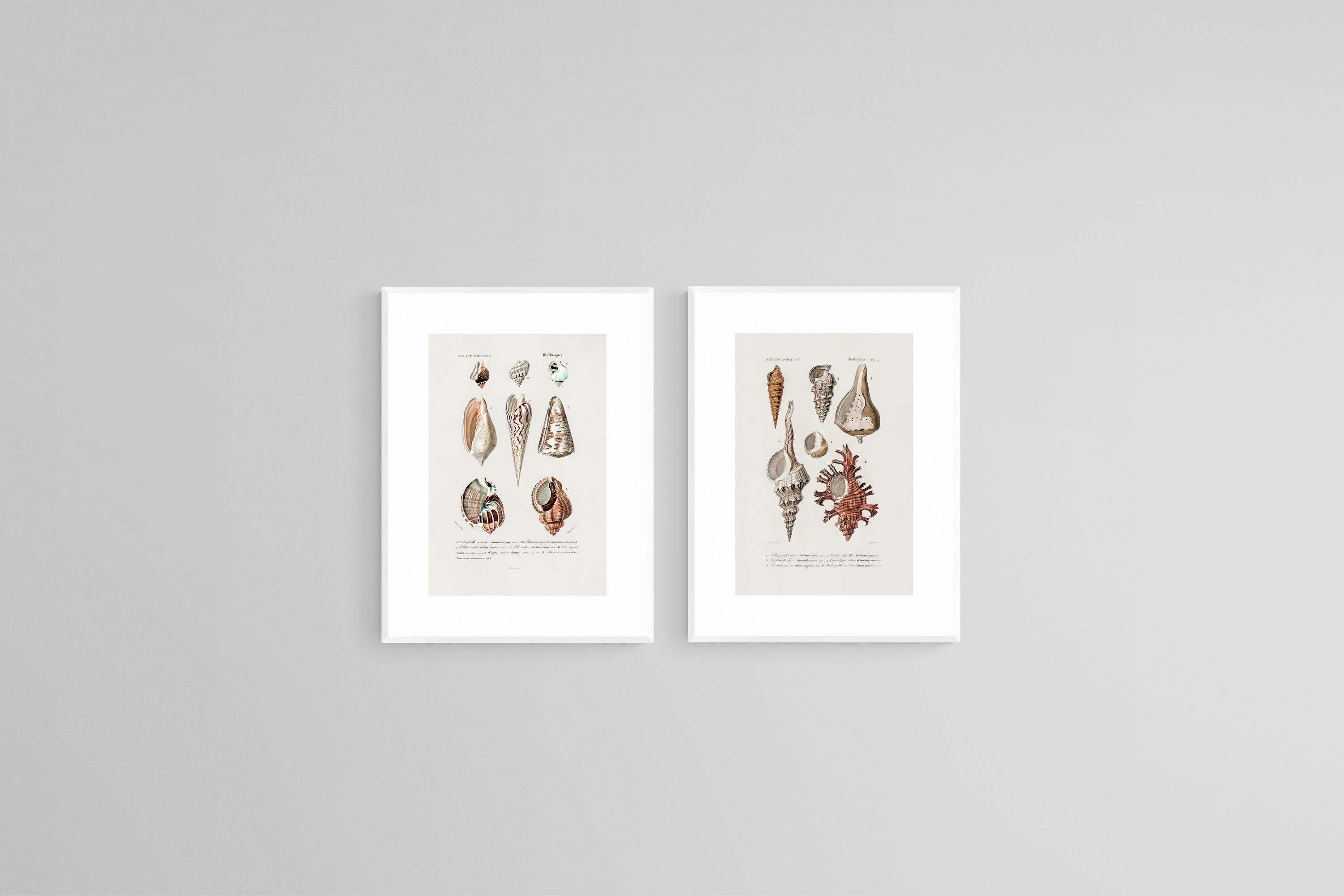 Antique Shells Set