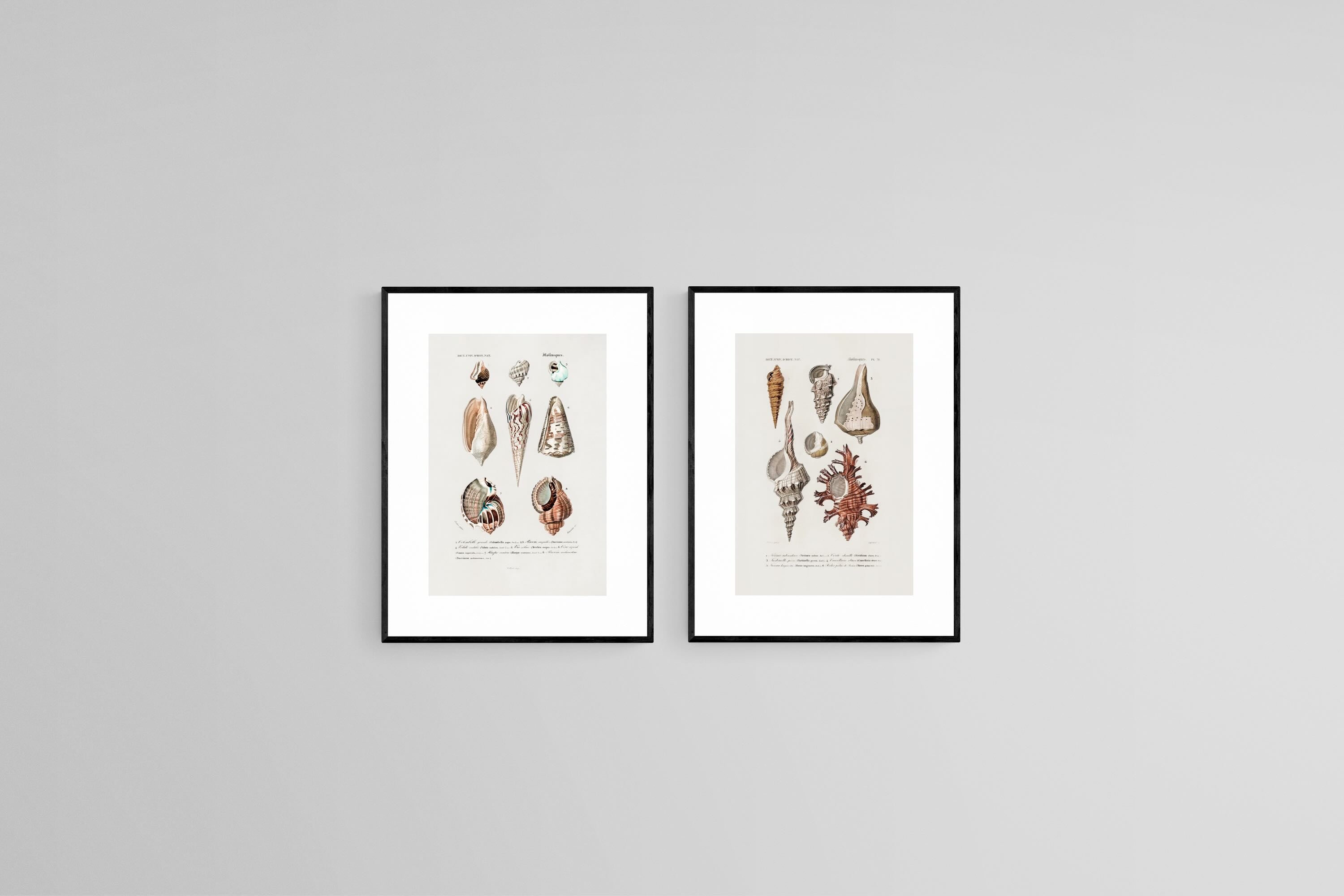 Antique Shells Set