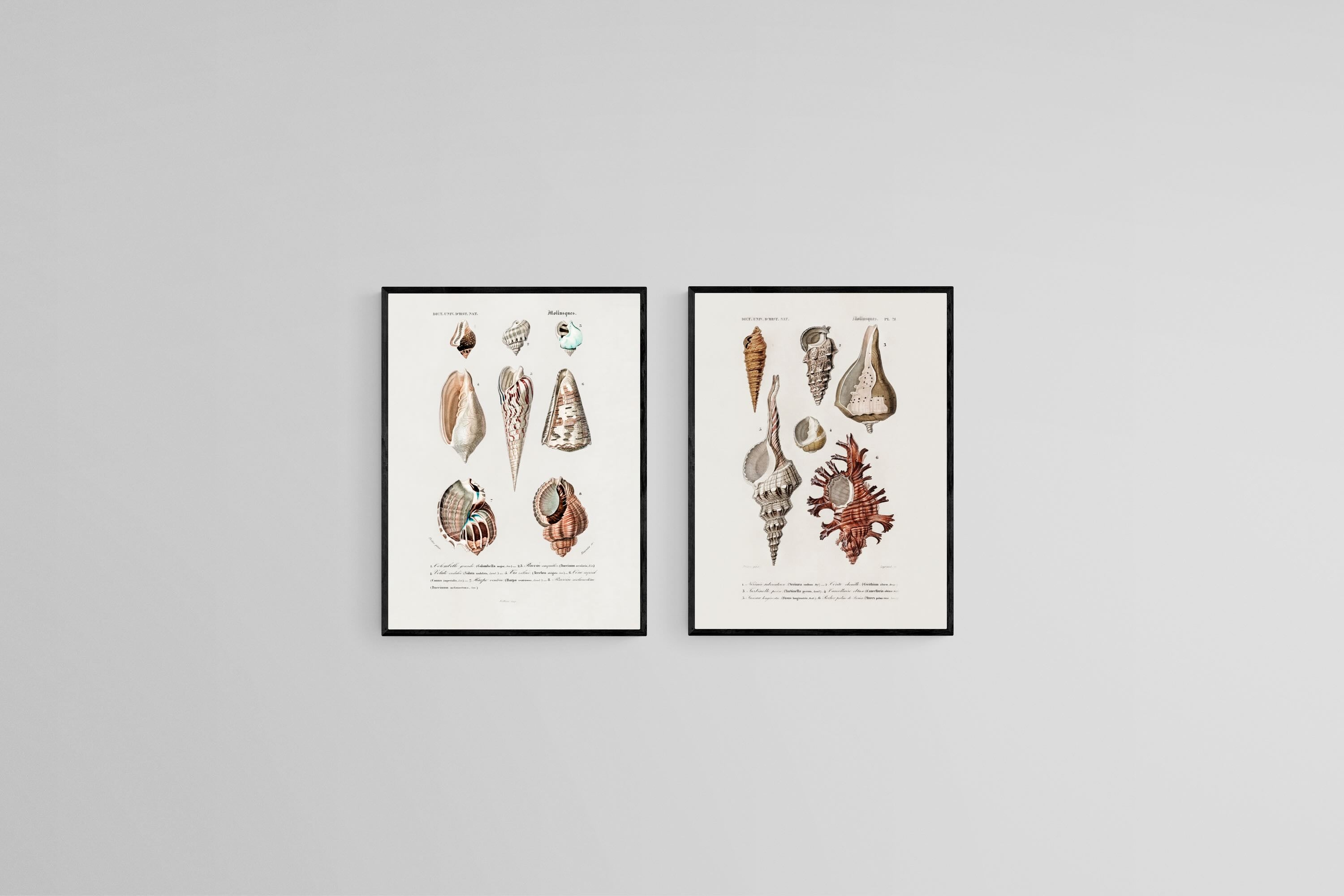 Antique Shells Set