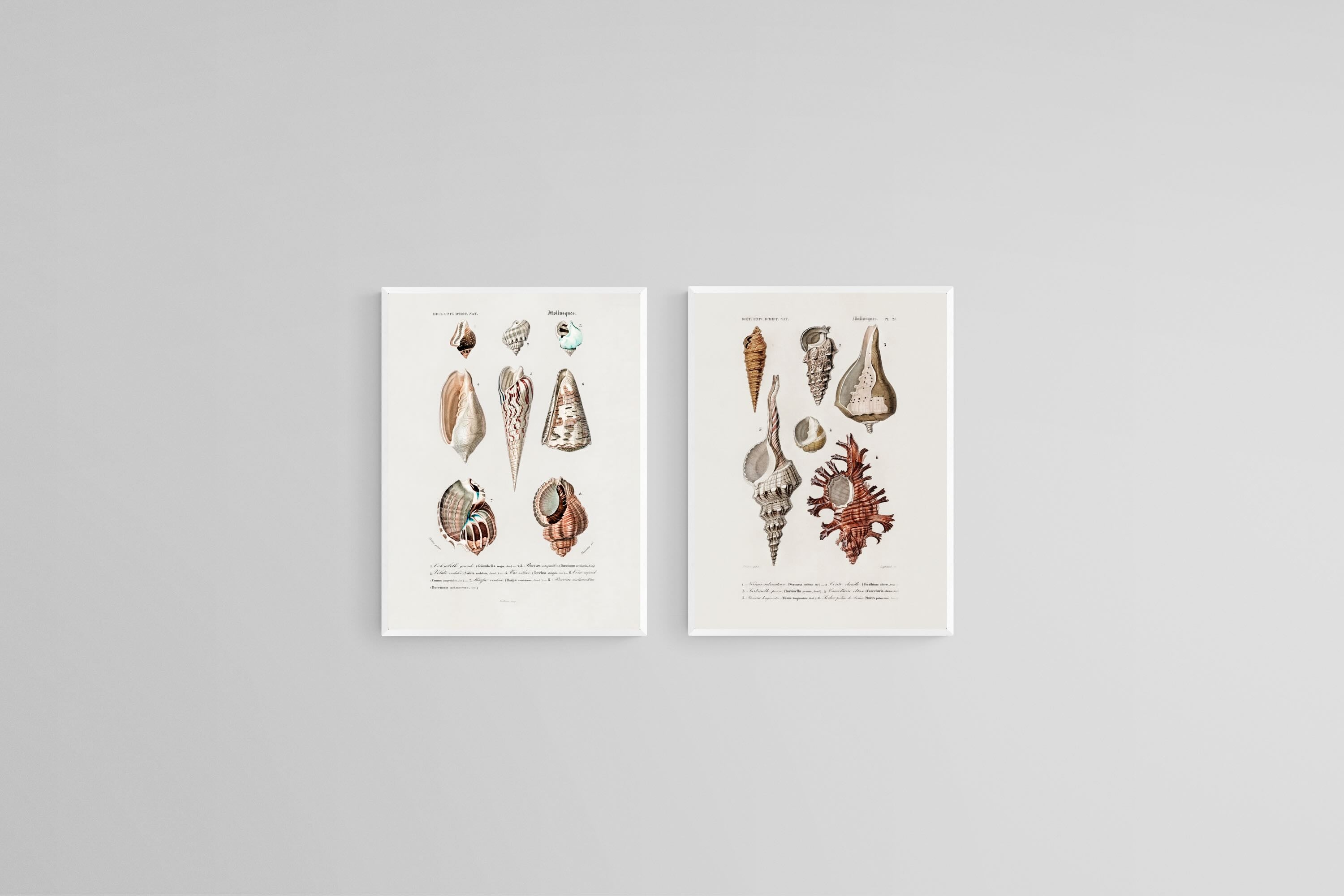 Antique Shells Set