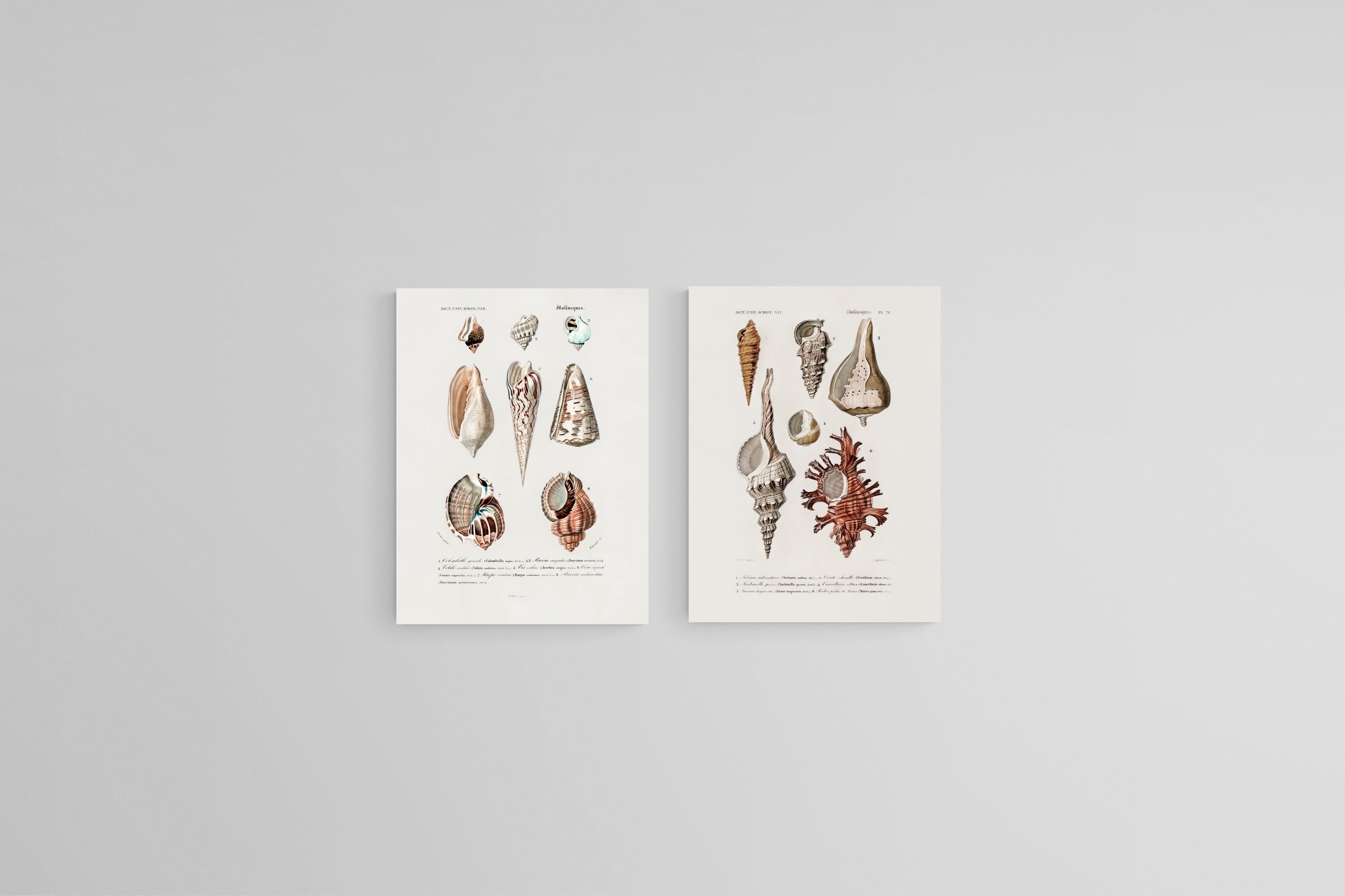 Antique Shells Set