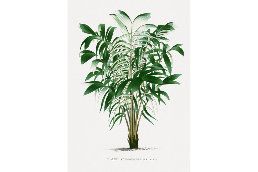 Astrocaryum Murumuru Palm Tree Illustration