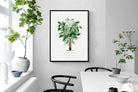 Pixalot Astrocaryum Murumuru Palm Tree Illustration