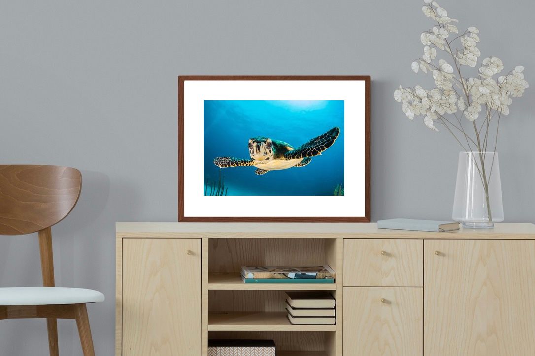 Pixalot ® Baby Turtle