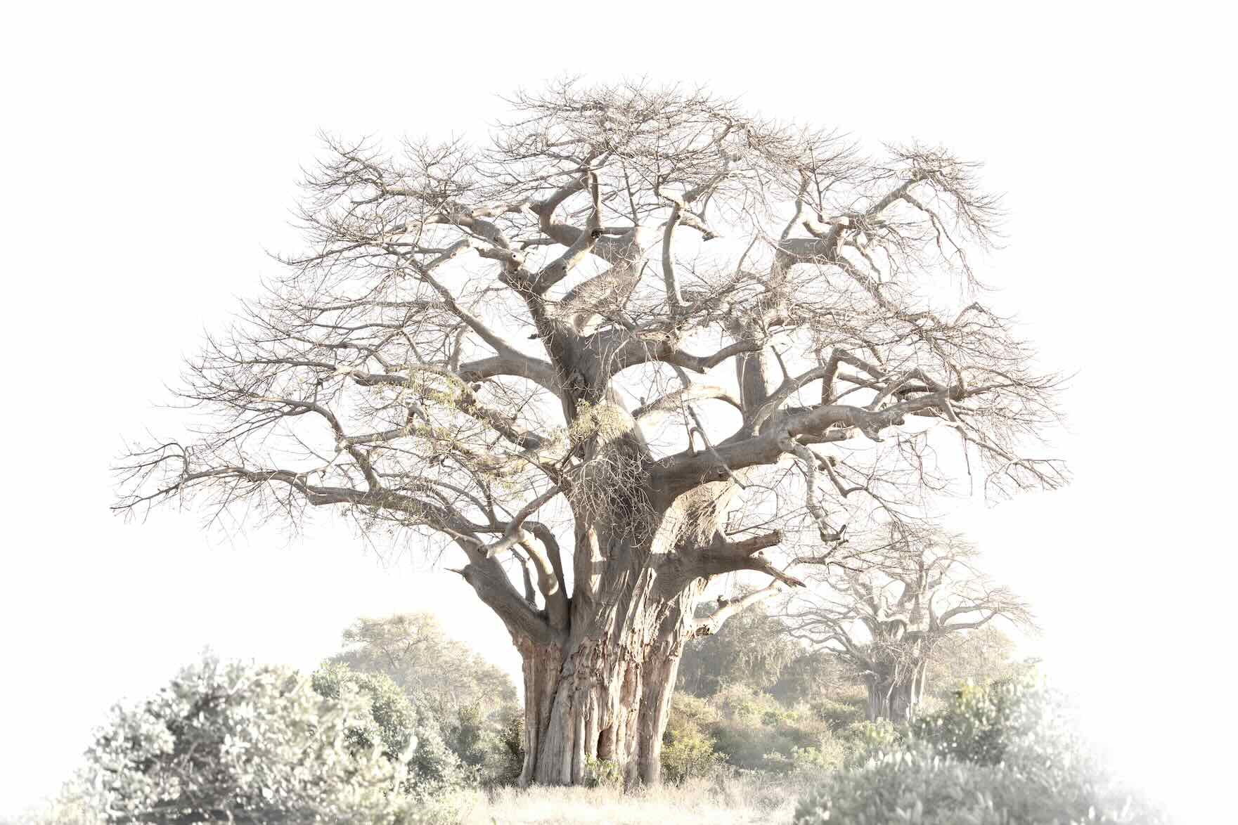 Baobab Pair-Wall_Art-Pixalot