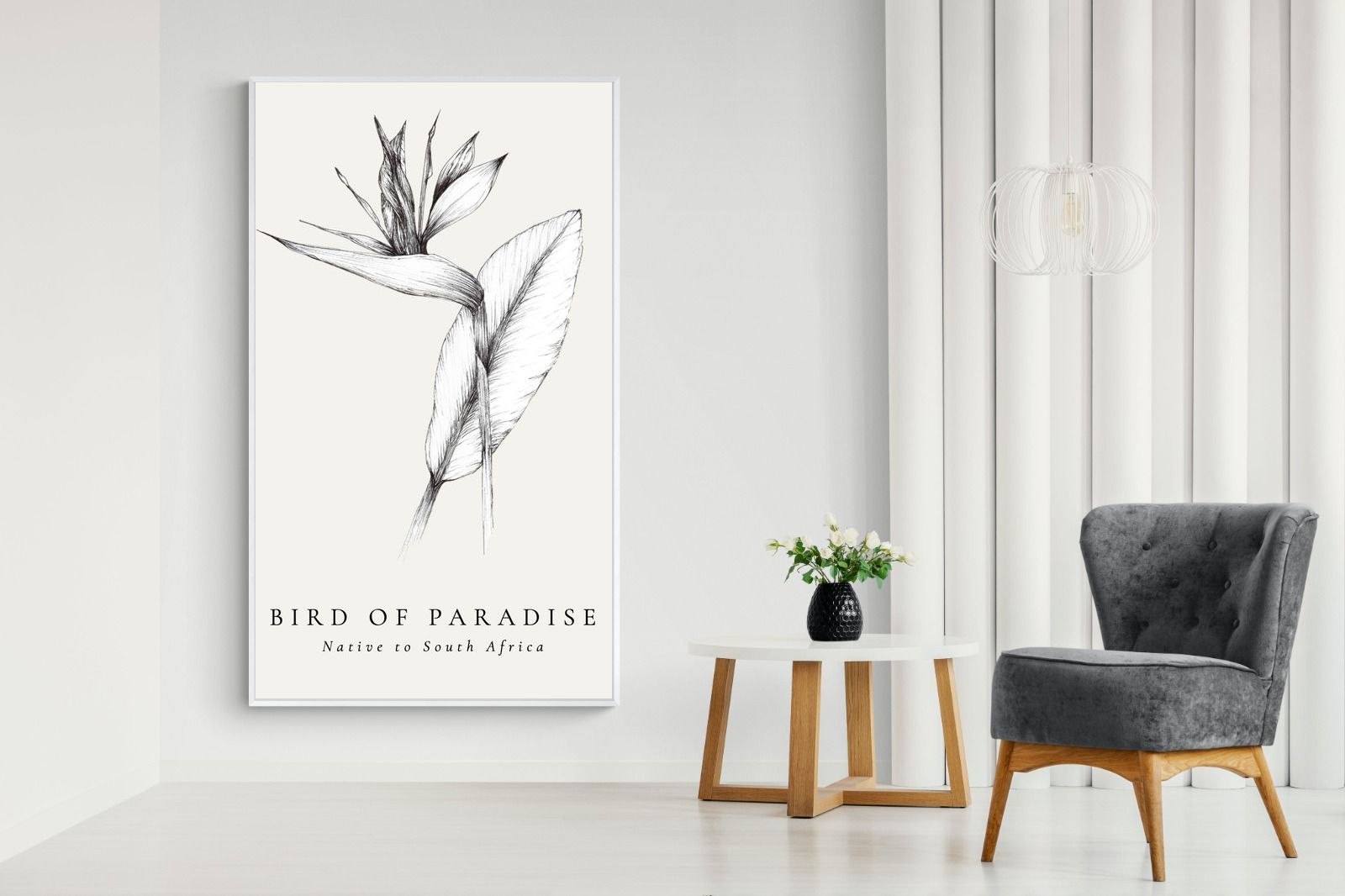 Pixalot ® Bird of Paradise Illustration