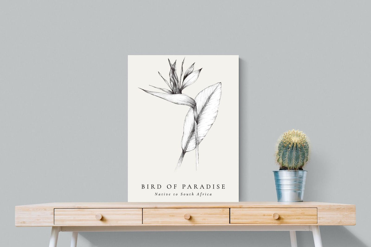 Pixalot ® Bird of Paradise Illustration