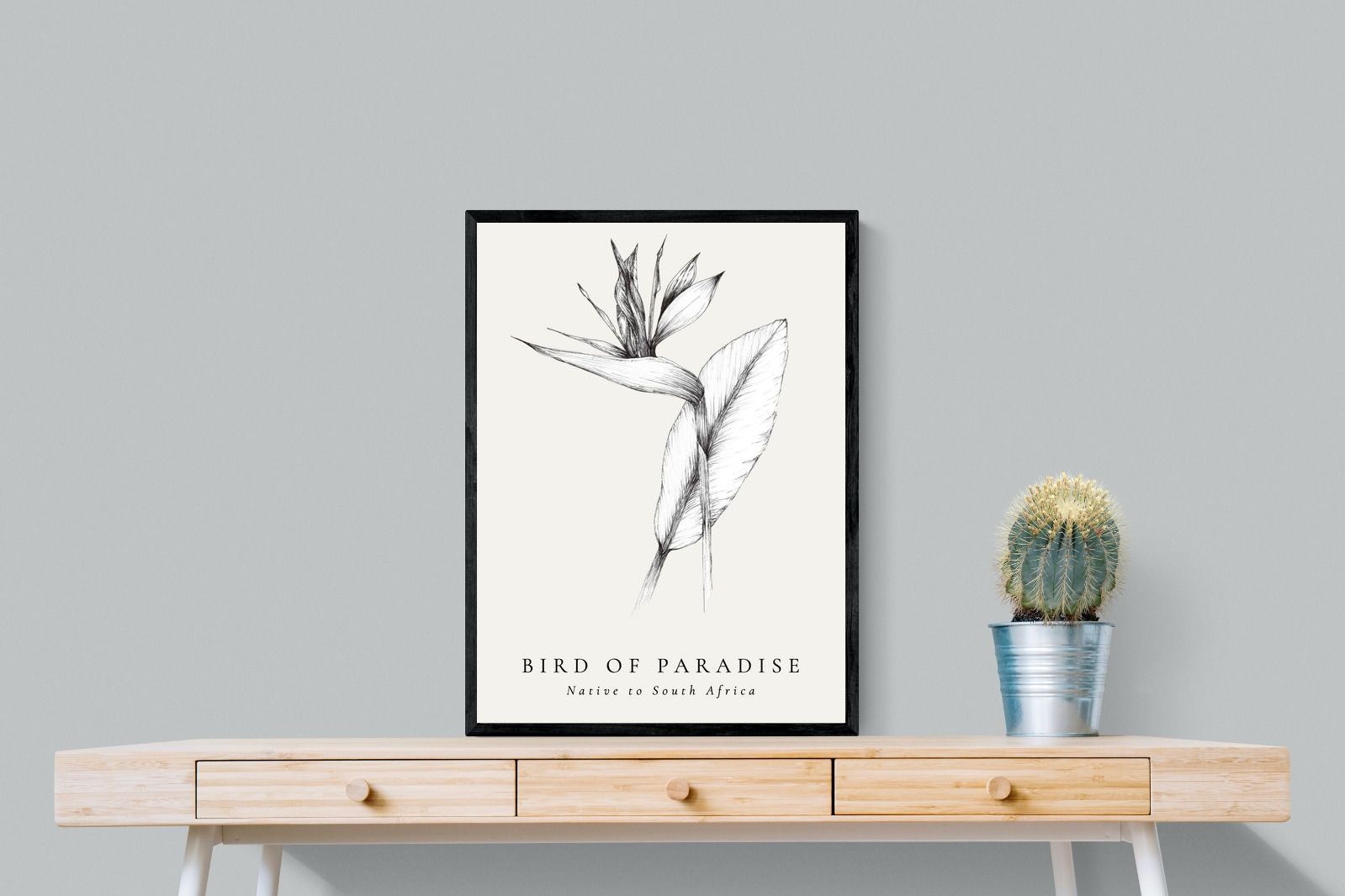 Pixalot ® Bird of Paradise Illustration