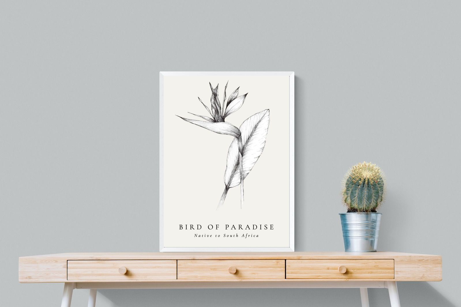 Pixalot ® Bird of Paradise Illustration