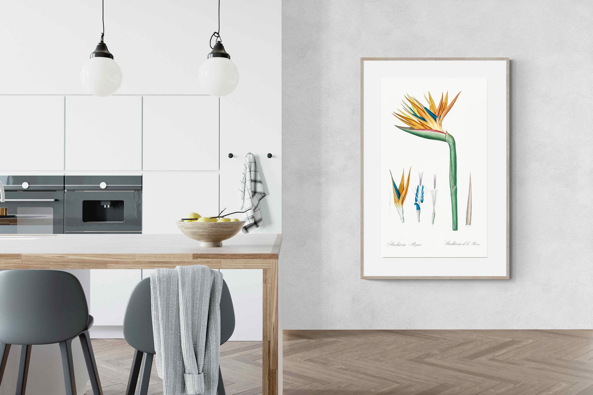 Pixalot ® Bird of Paradise Vintage Illustration