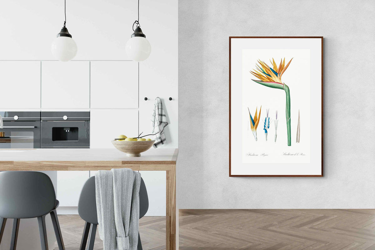 Pixalot ® Bird of Paradise Vintage Illustration