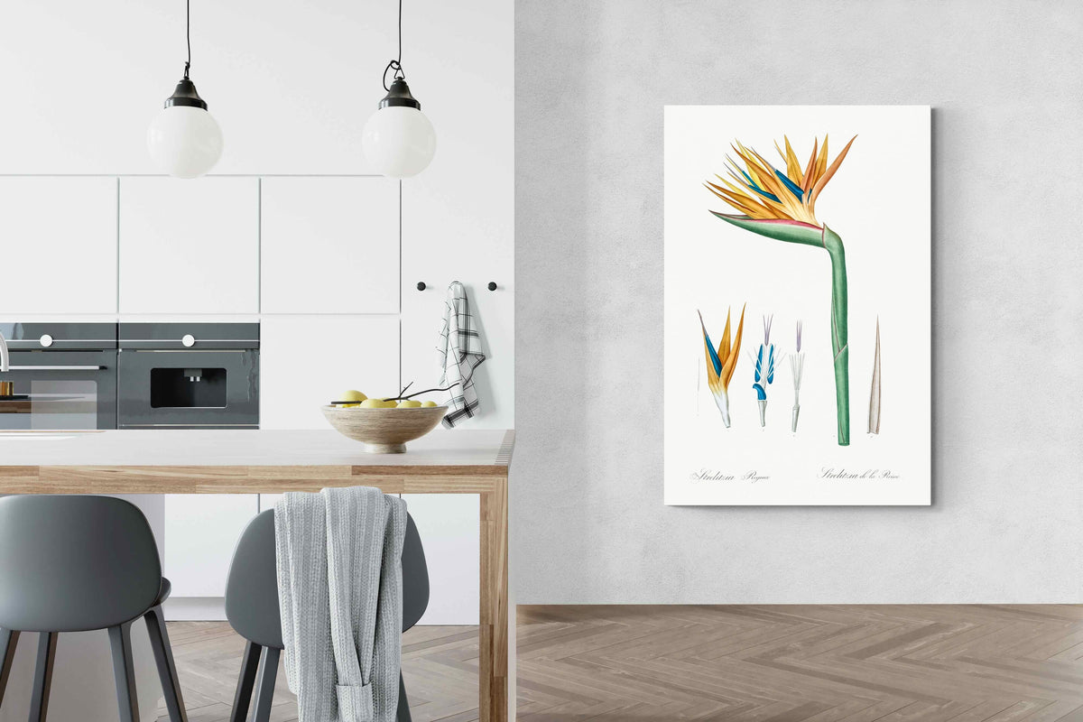 Pixalot ® Bird of Paradise Vintage Illustration