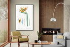 Pixalot ® Bird of Paradise Vintage Illustration