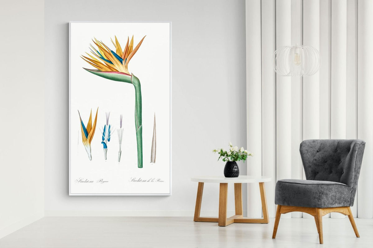 Pixalot ® Bird of Paradise Vintage Illustration