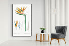 Pixalot ® Bird of Paradise Vintage Illustration