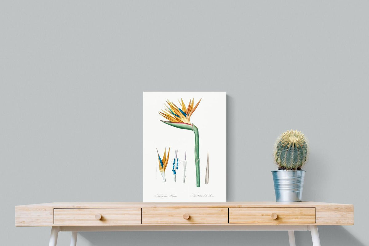 Pixalot ® Bird of Paradise Vintage Illustration