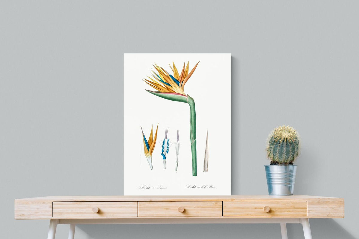 Pixalot ® Bird of Paradise Vintage Illustration