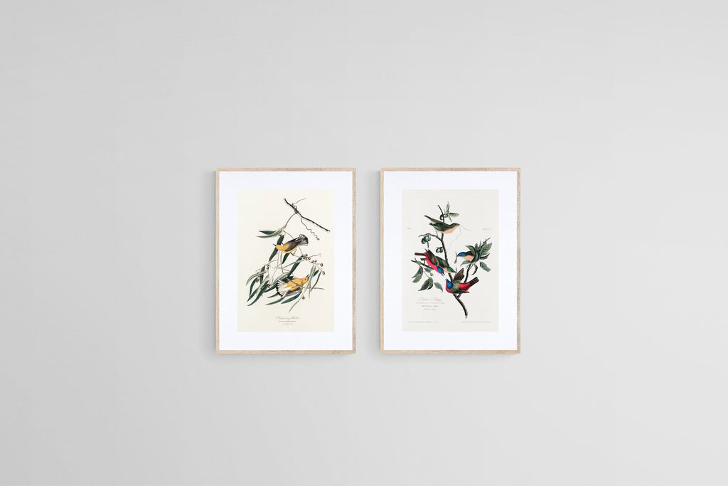 Birds of America Set-Wall_Art-45 x 60cm (x2)-Framed Print-Wood-Pixalot