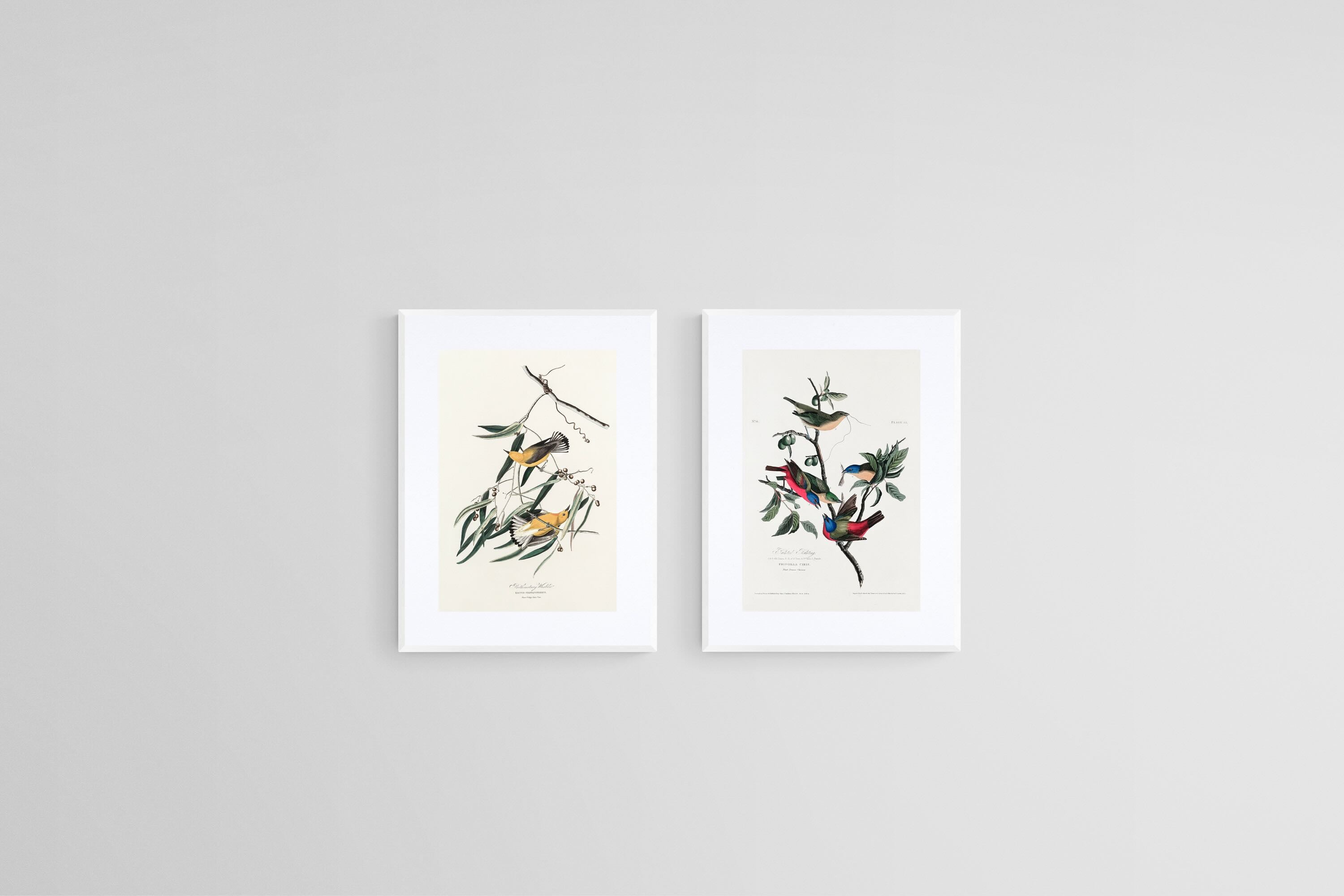 Birds of America Set-Wall_Art-45 x 60cm (x2)-Framed Print-White-Pixalot