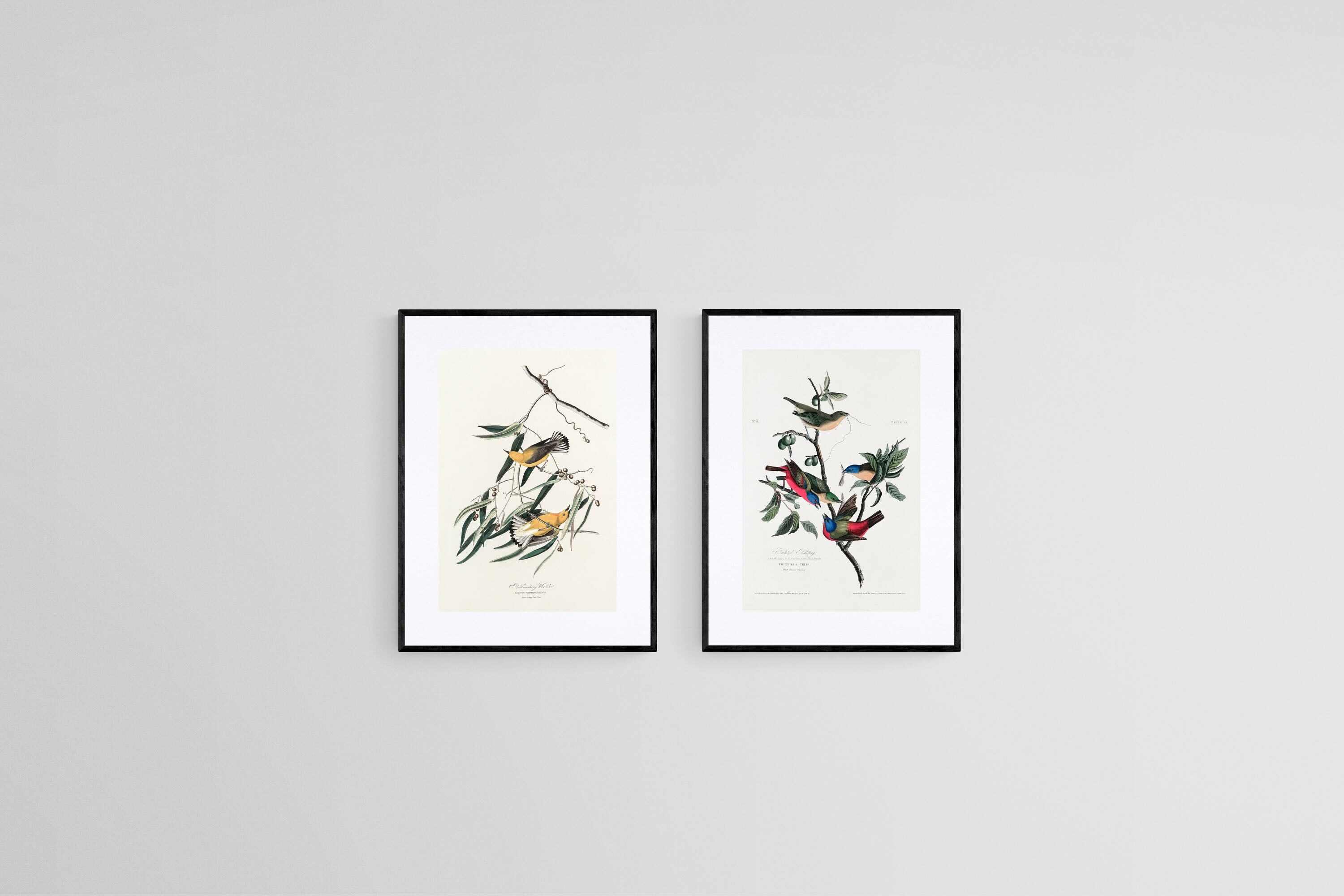 Birds of America Set-Wall_Art-45 x 60cm (x2)-Framed Print-Black-Pixalot