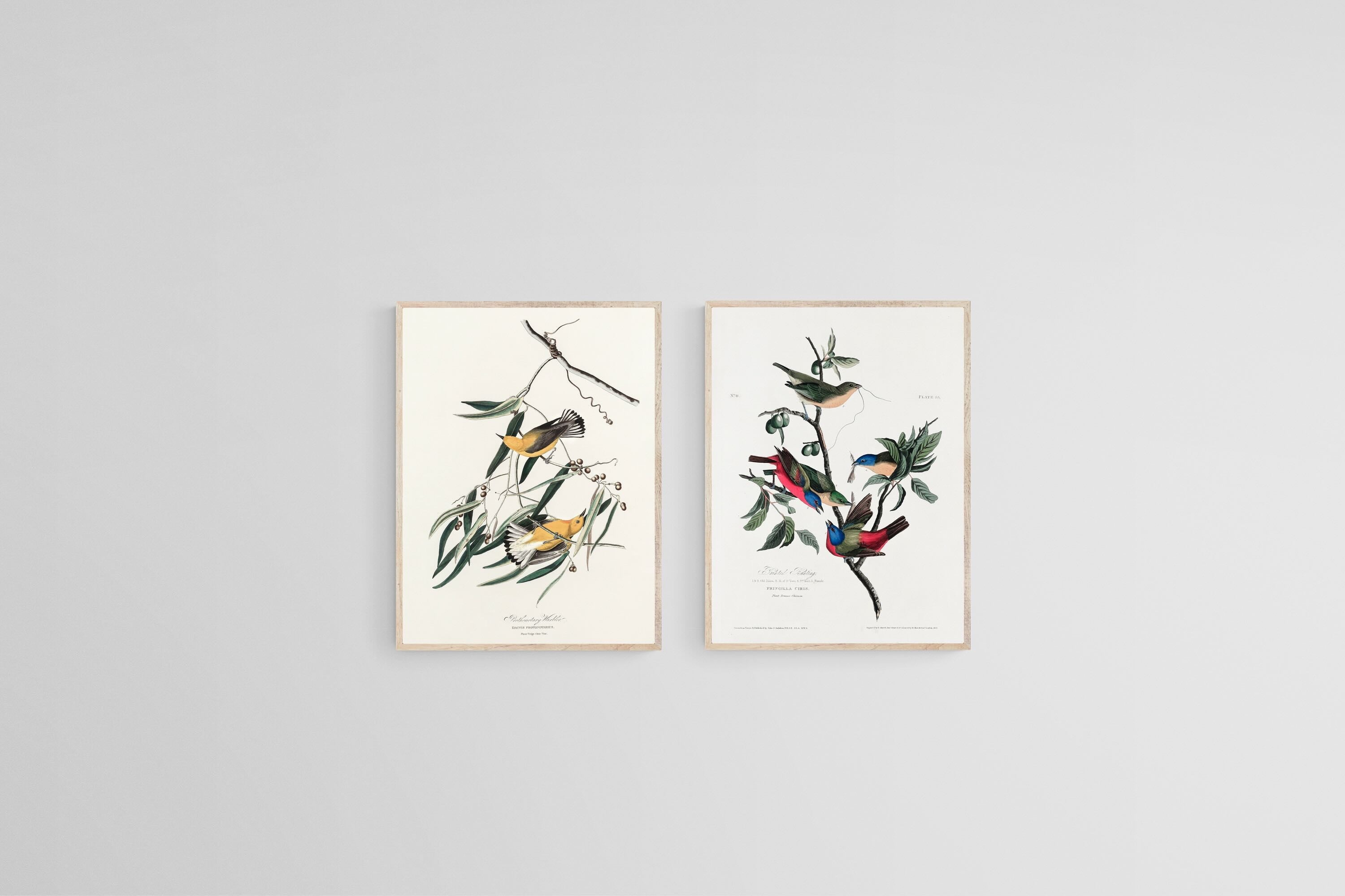 Birds of America Set-Wall_Art-45 x 60cm (x2)-Mounted Canvas-Wood-Pixalot
