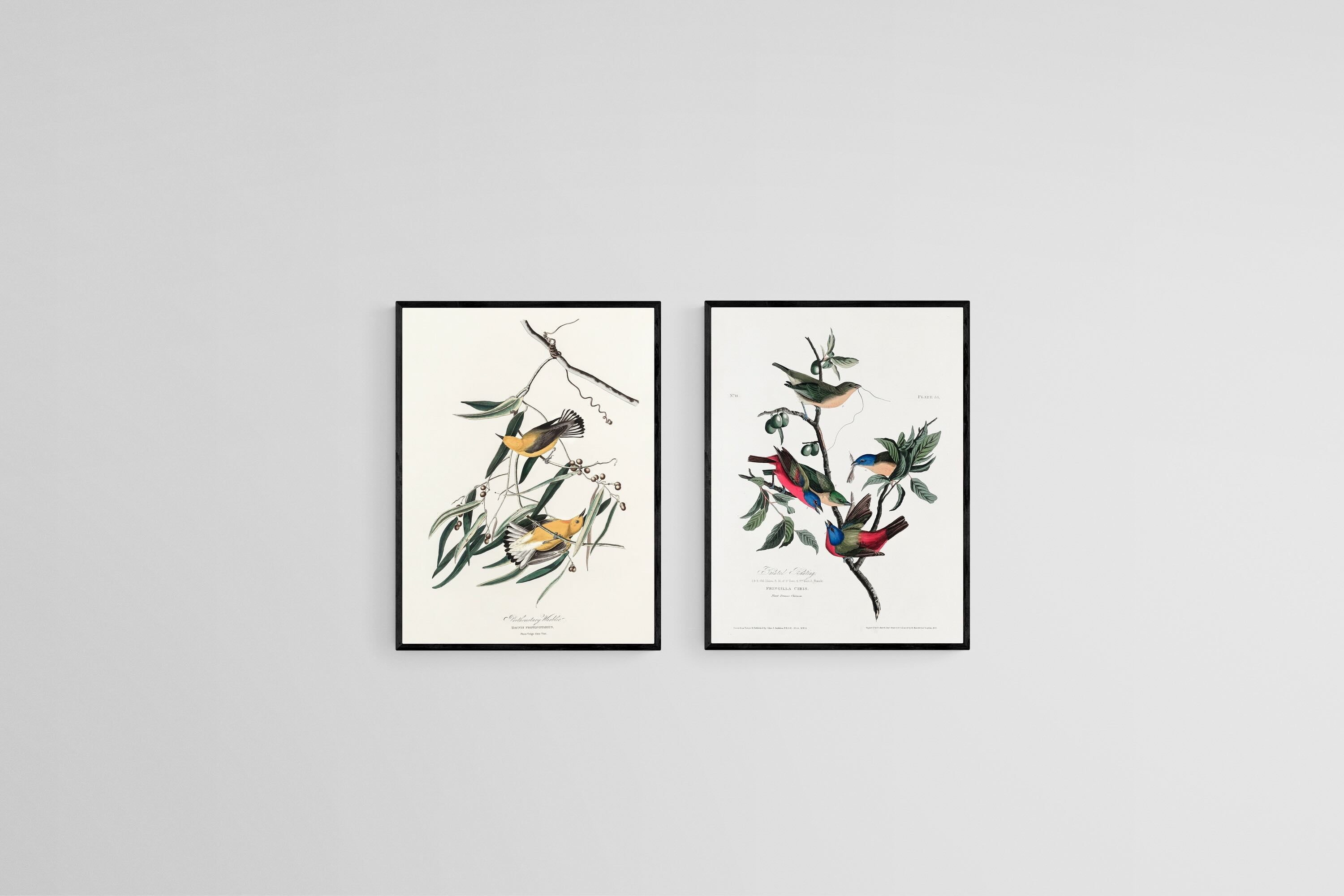 Birds of America Set-Wall_Art-45 x 60cm (x2)-Mounted Canvas-Black-Pixalot