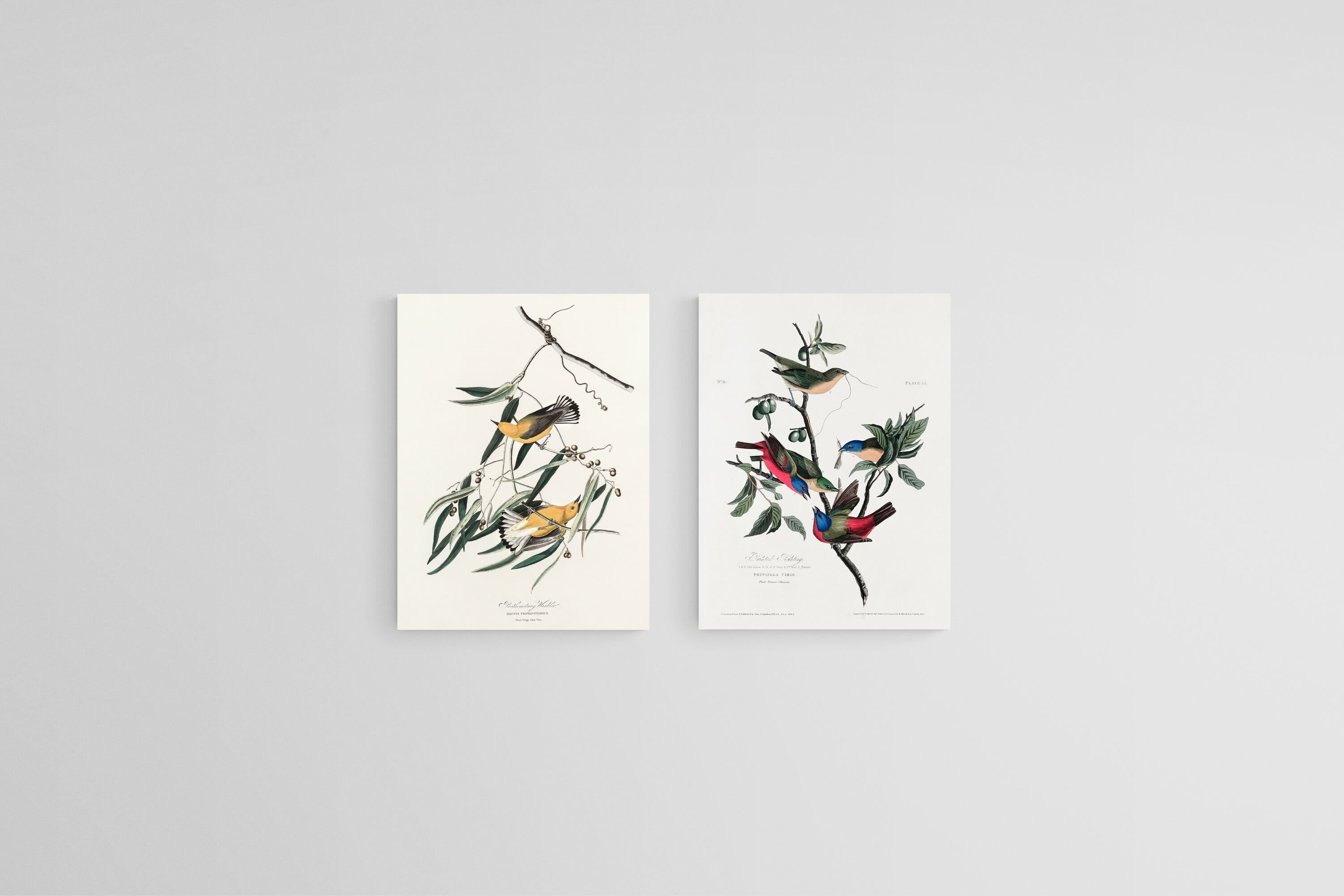 Birds of America Set-Wall_Art-45 x 60cm (x2)-Mounted Canvas-No Frame-Pixalot