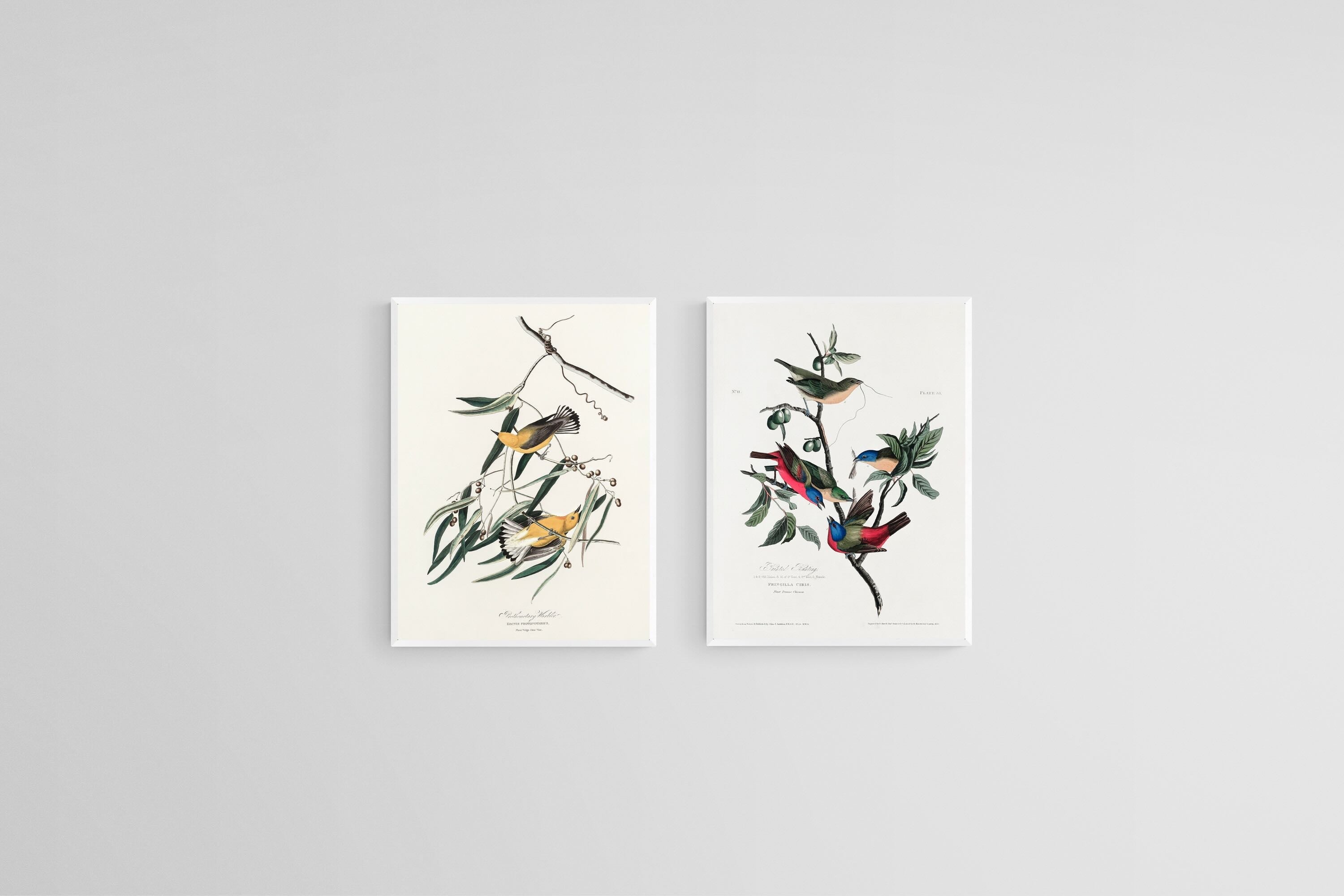 Birds of America Set-Wall_Art-45 x 60cm (x2)-Mounted Canvas-White-Pixalot