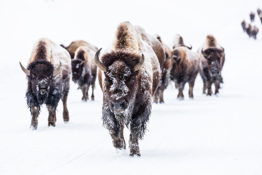 Bison Herd-Wall_Art-Pixalot