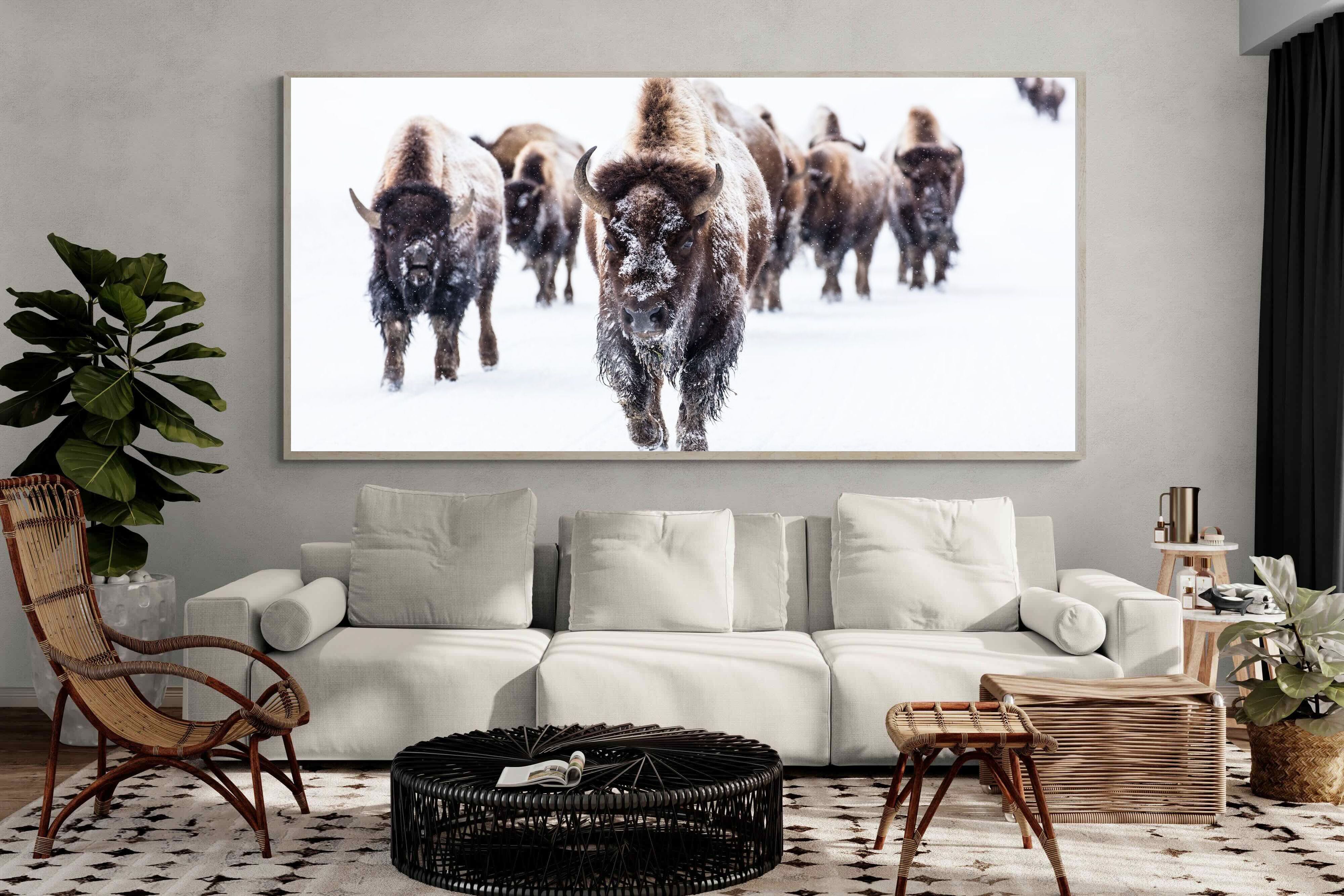 Pixalot Bison Herd