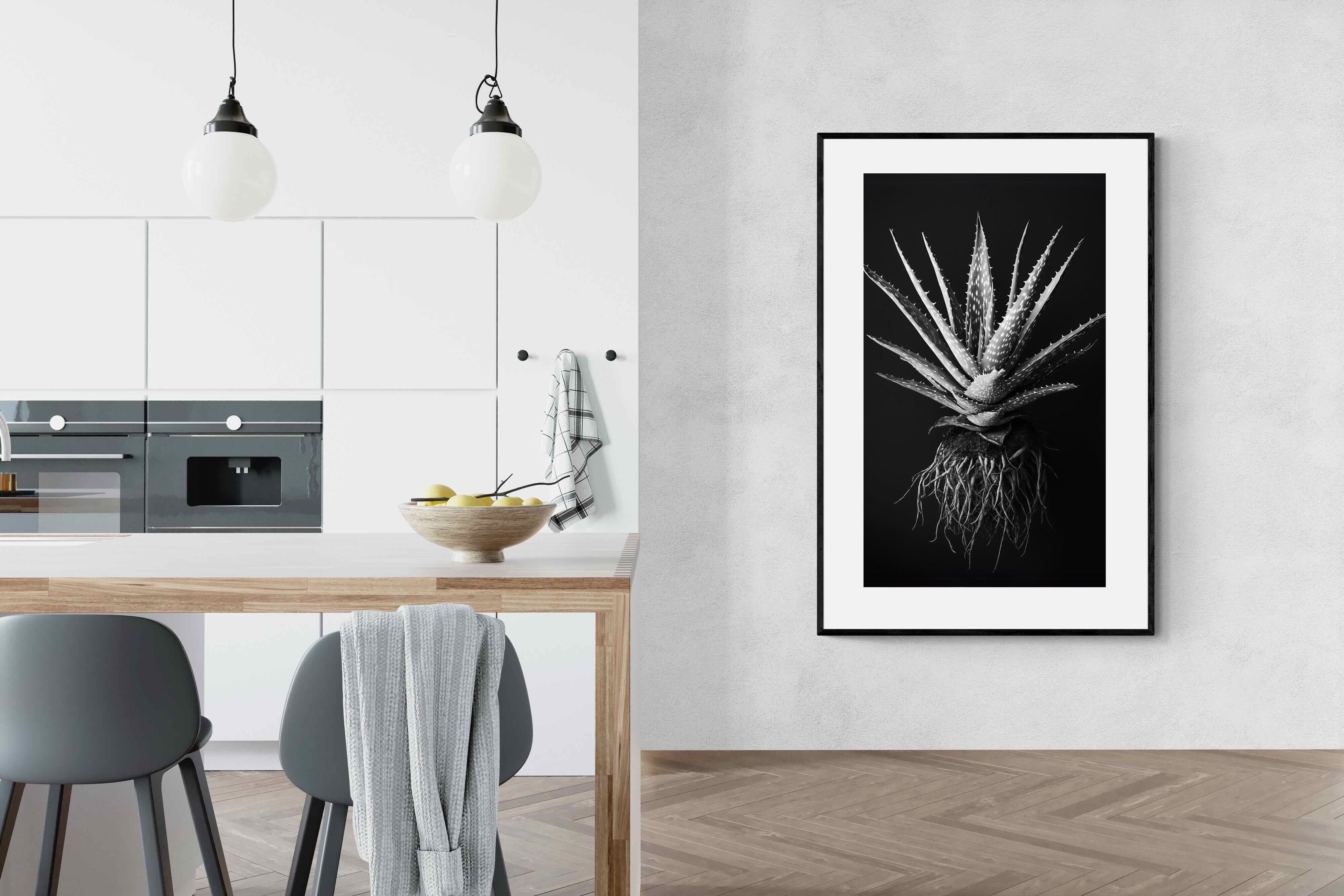 Pixalot Black Aloe