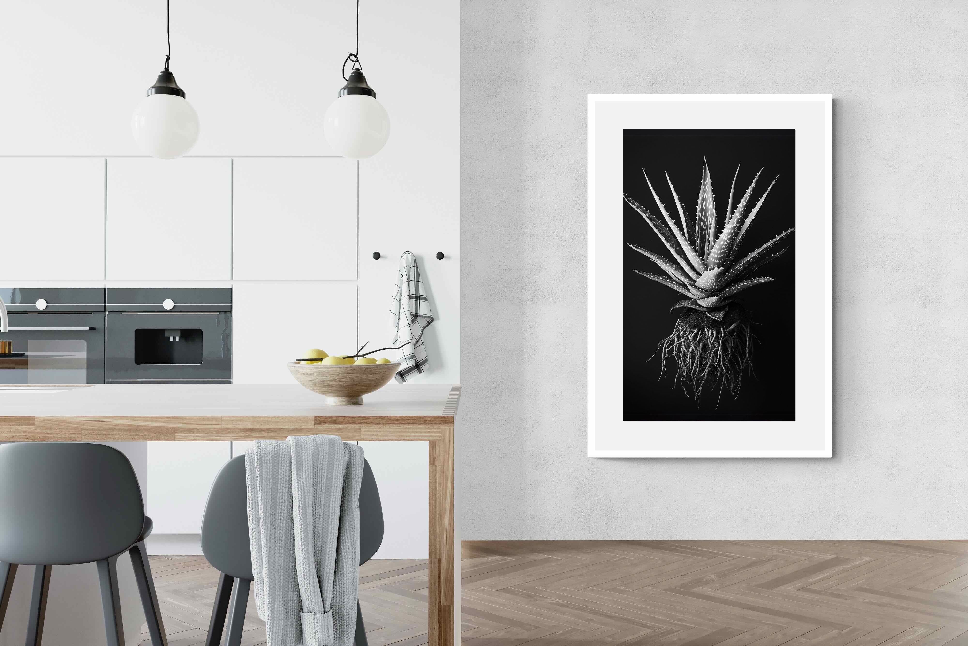 Pixalot Black Aloe