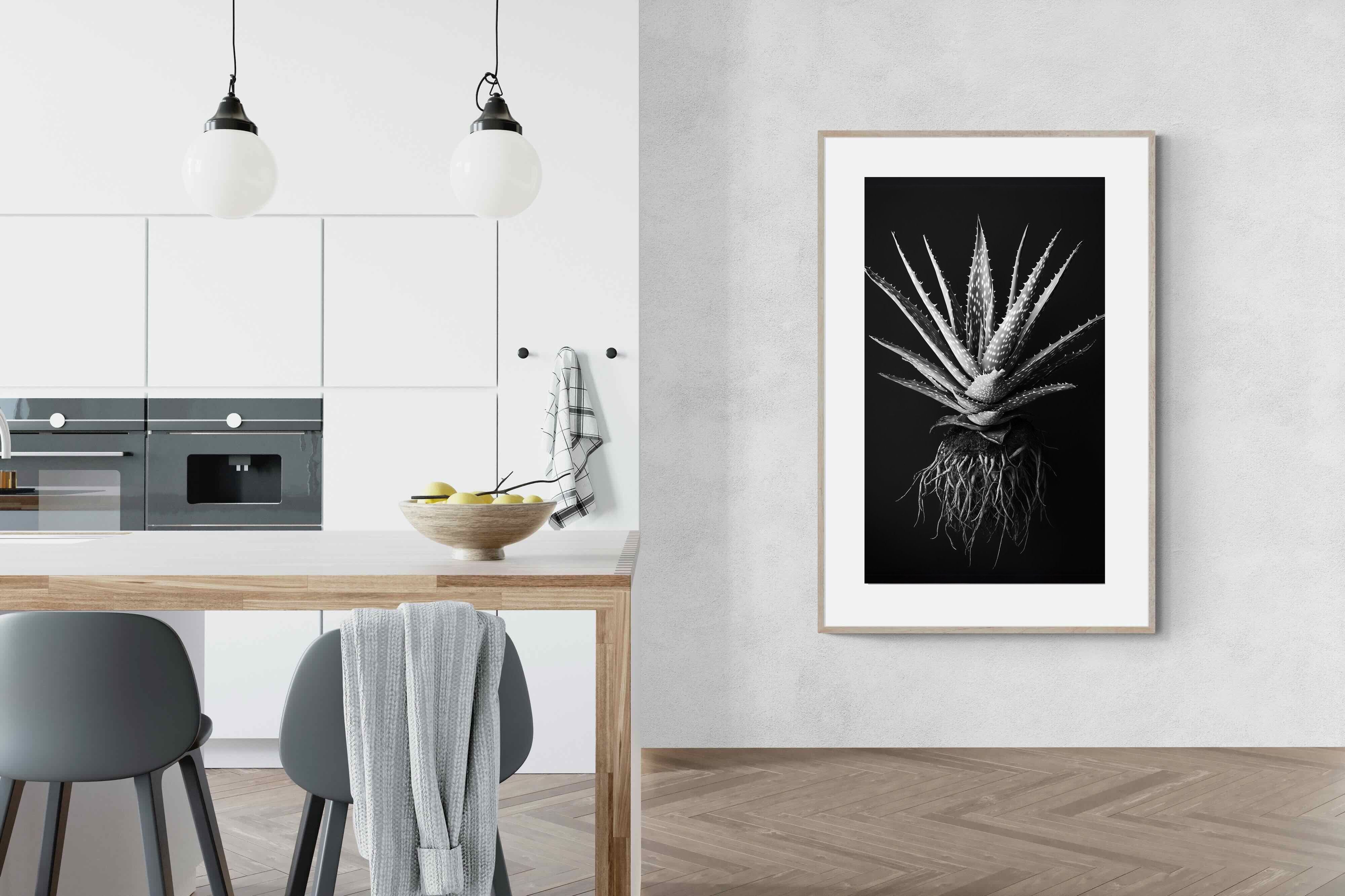 Pixalot Black Aloe