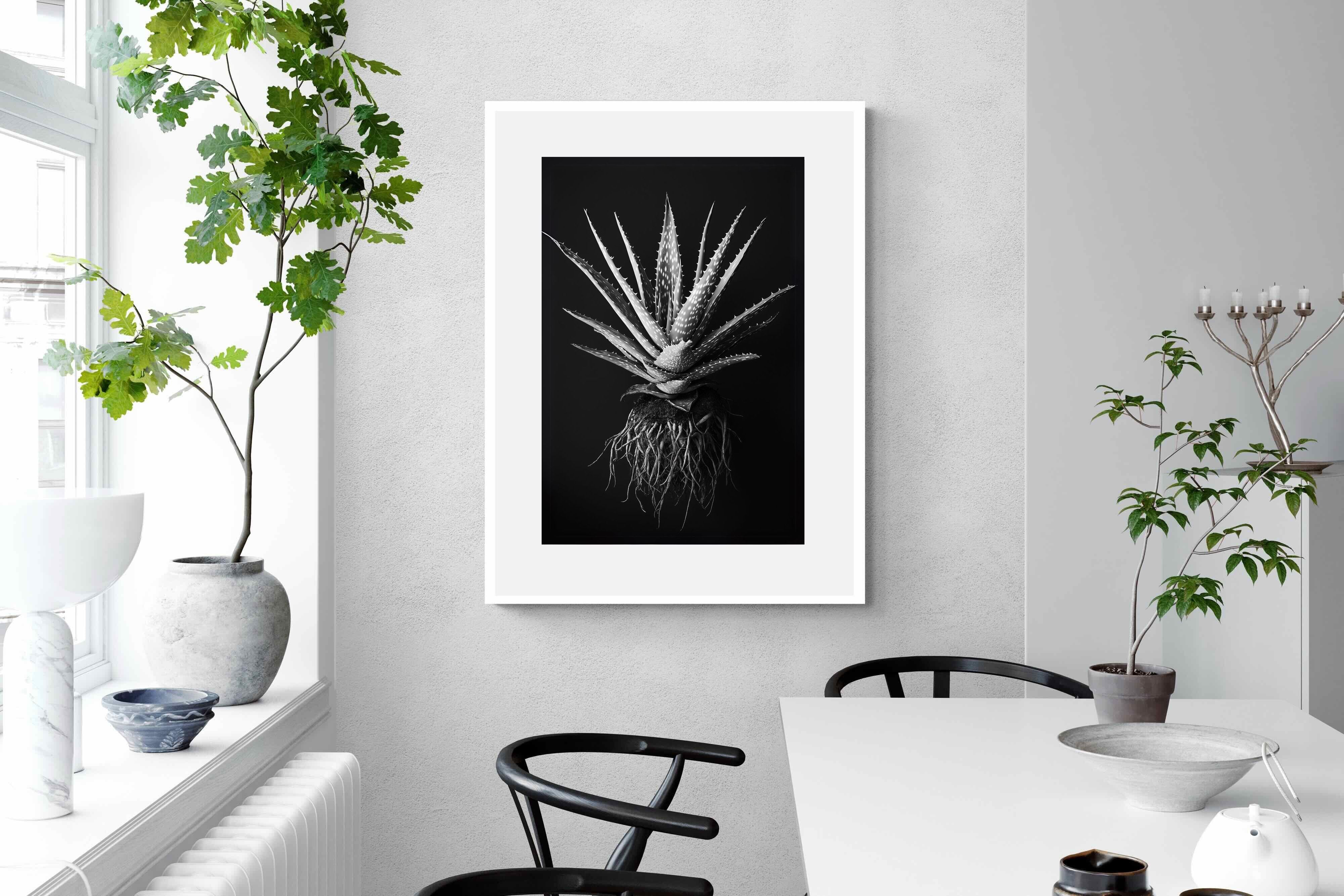 Pixalot Black Aloe