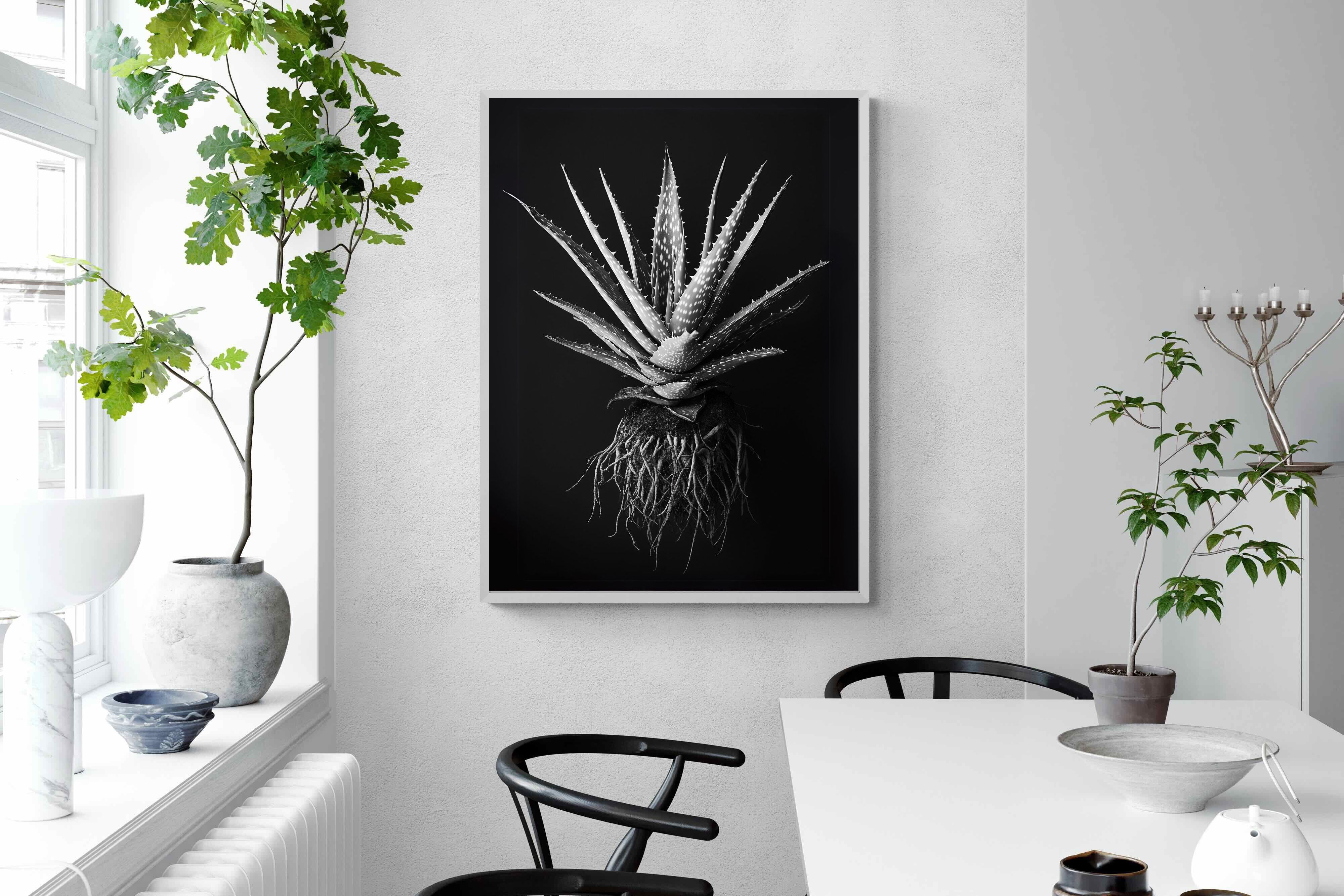 Pixalot Black Aloe