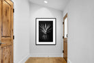 Pixalot Black Aloe