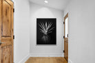 Pixalot Black Aloe