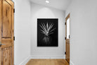 Pixalot Black Aloe