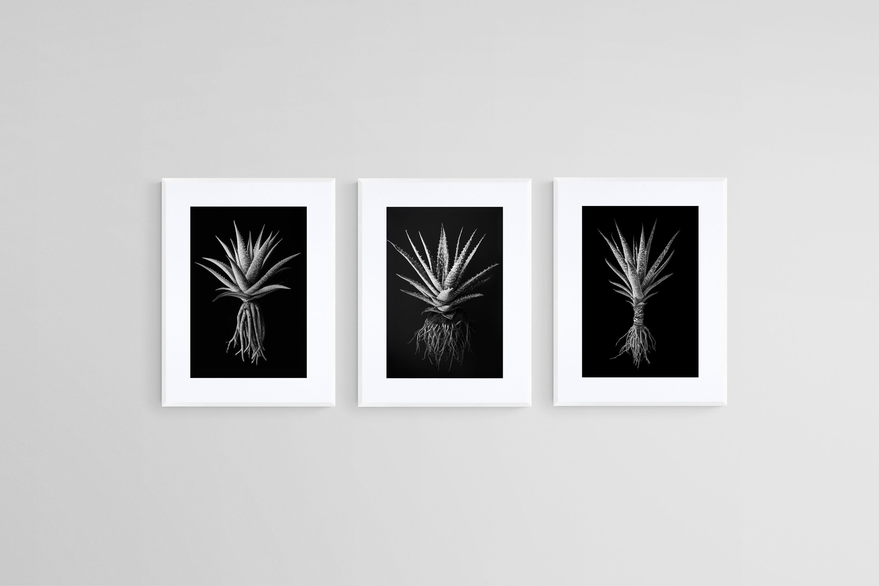 Black Aloe Set