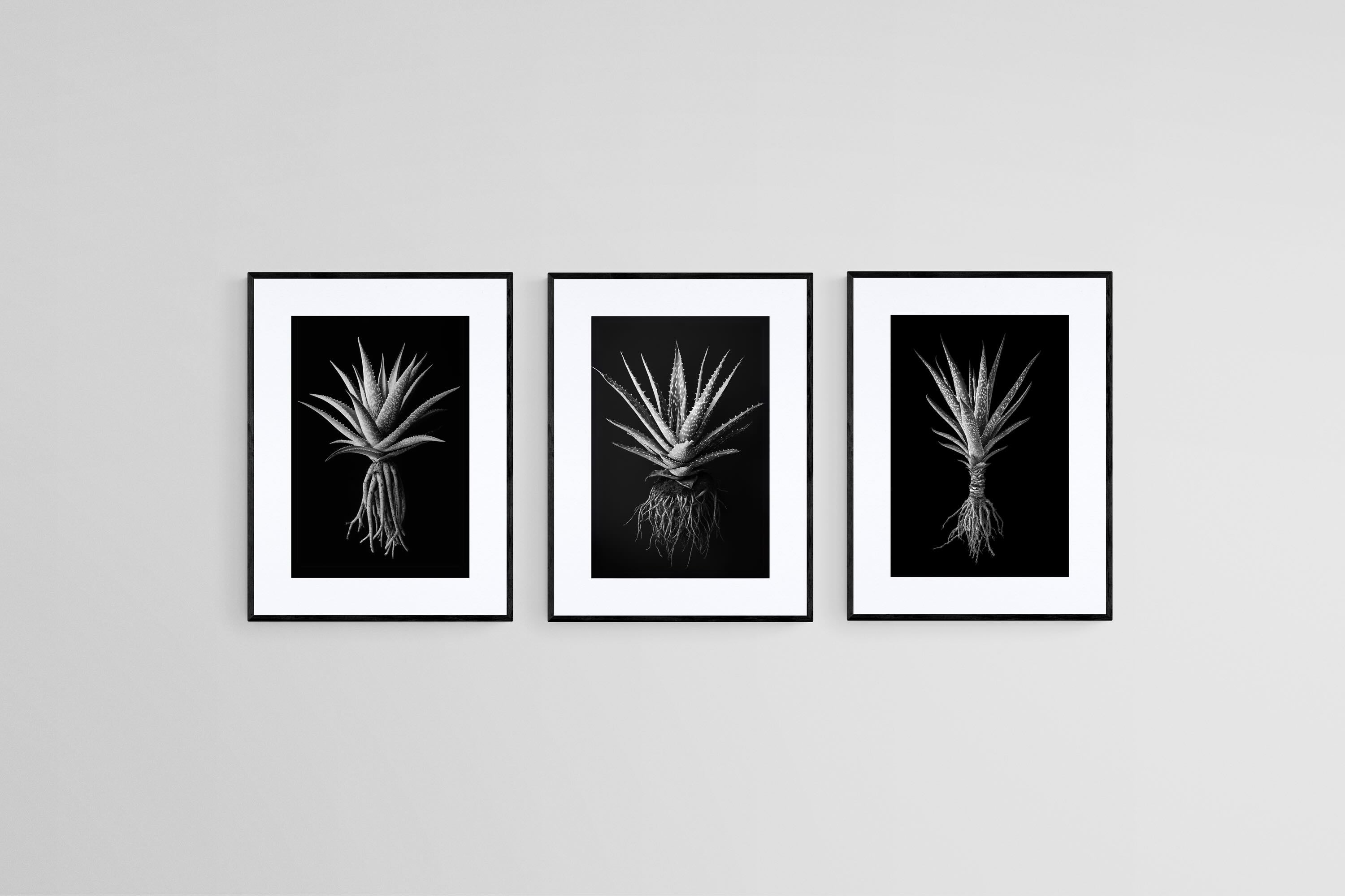 Black Aloe Set