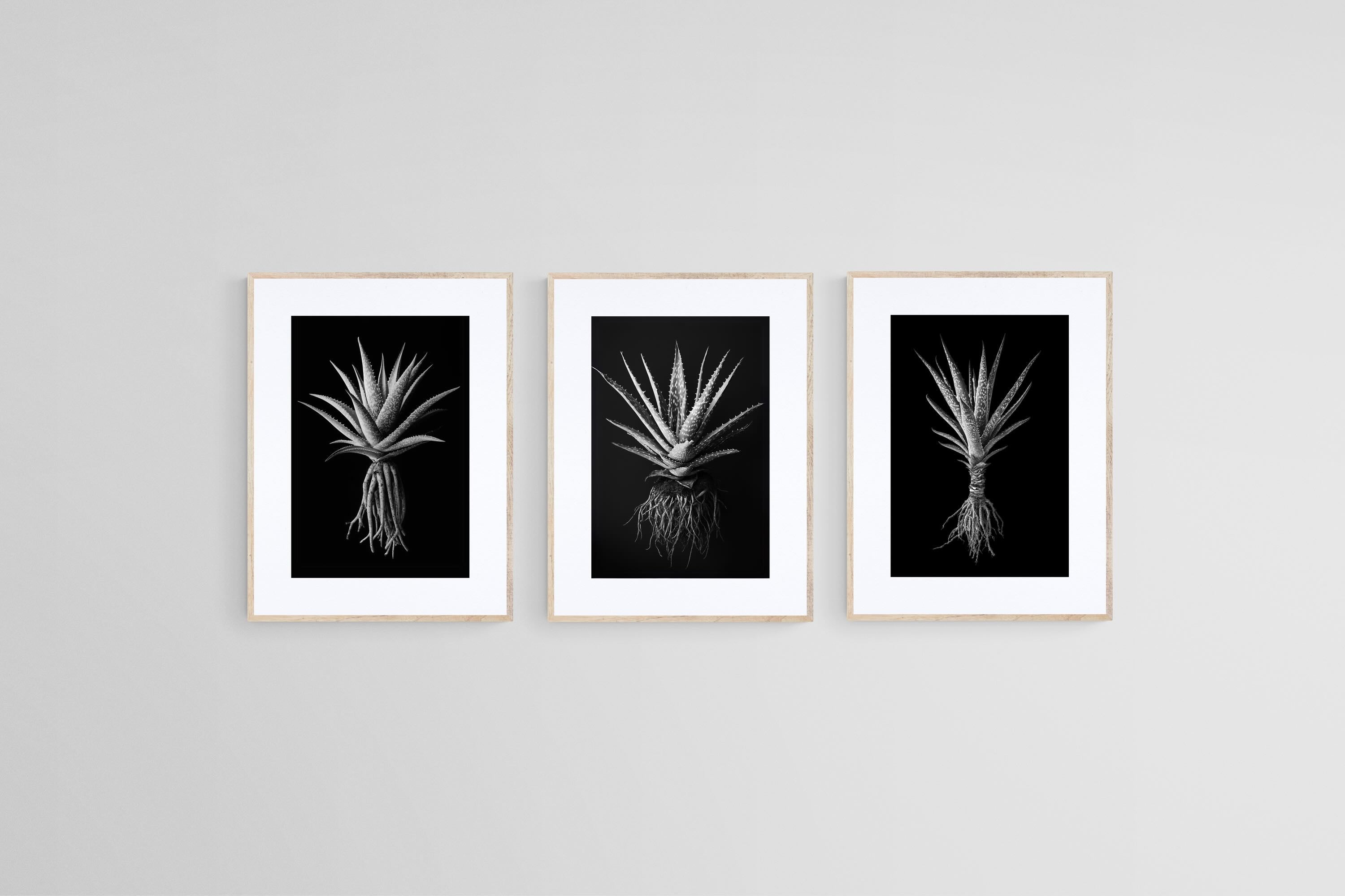 Black Aloe Set