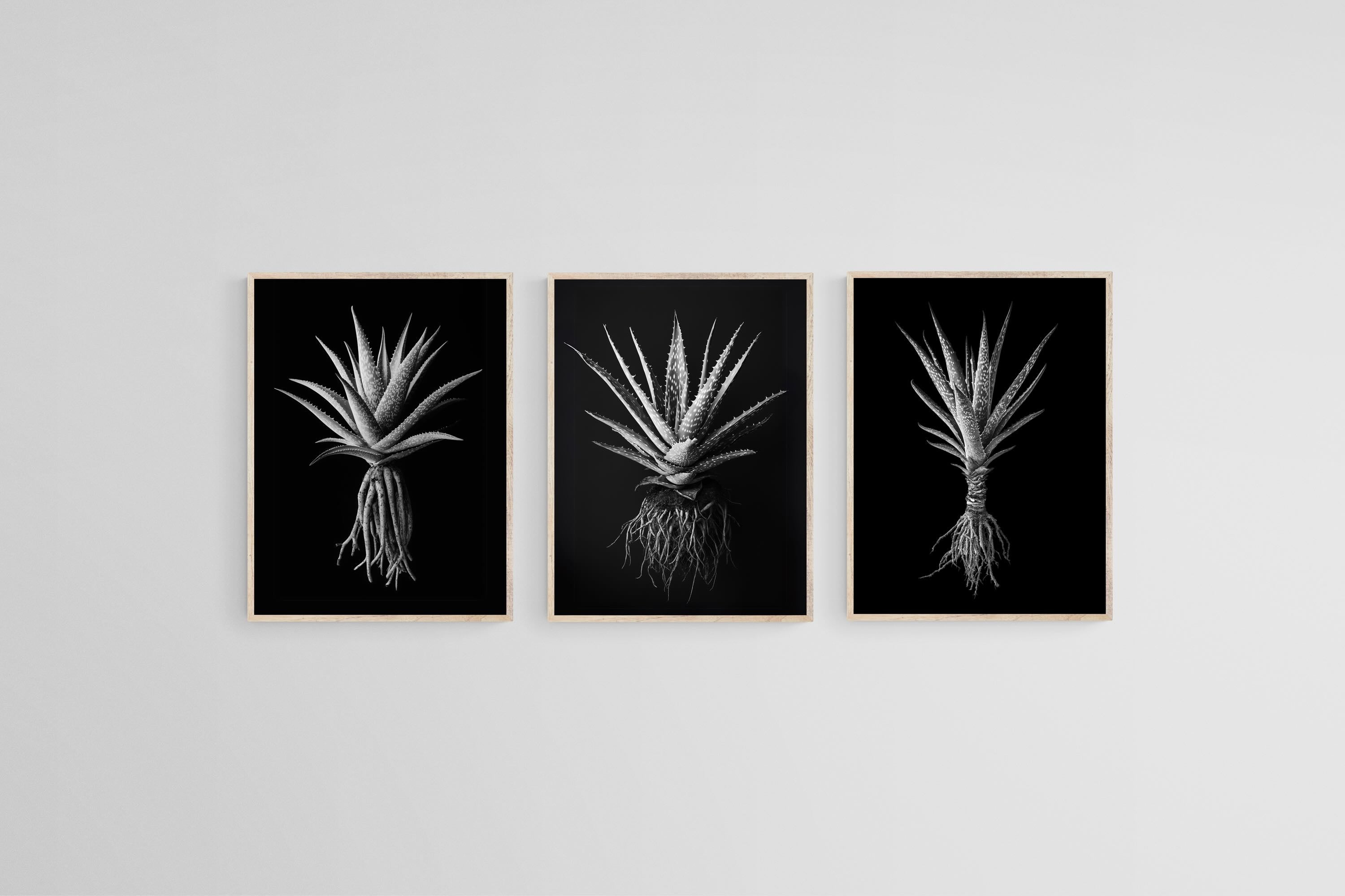 Black Aloe Set