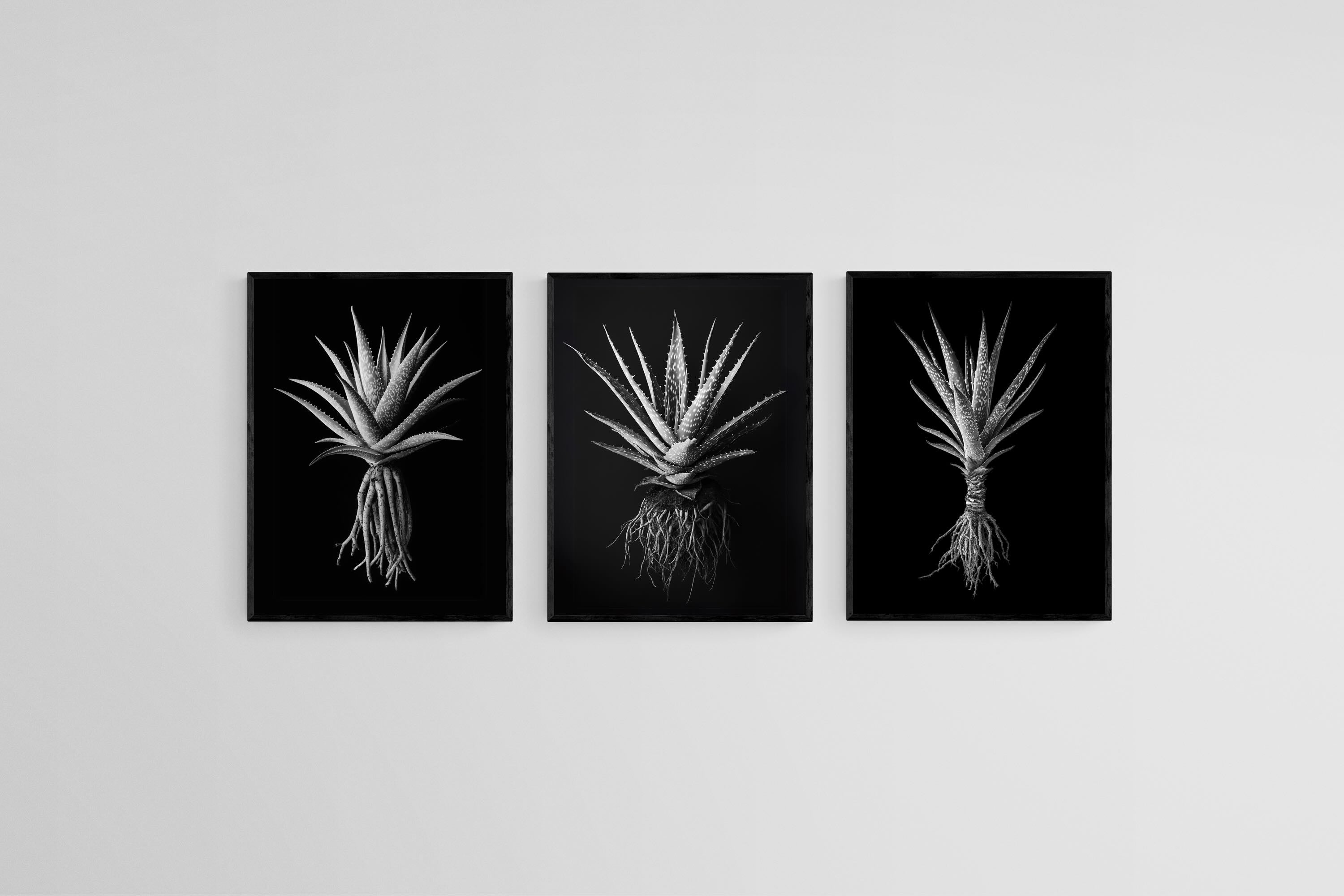 Black Aloe Set