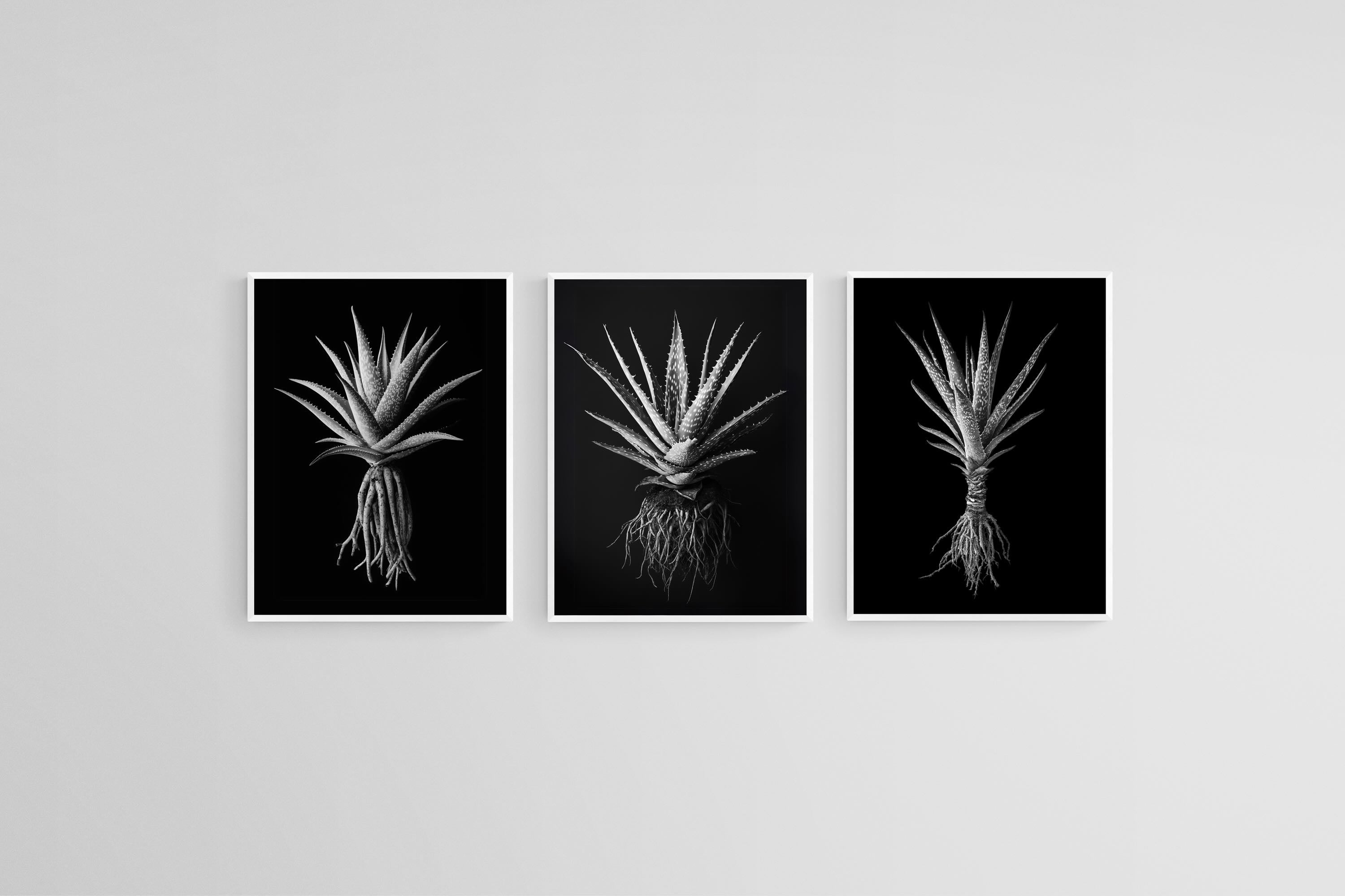 Black Aloe Set
