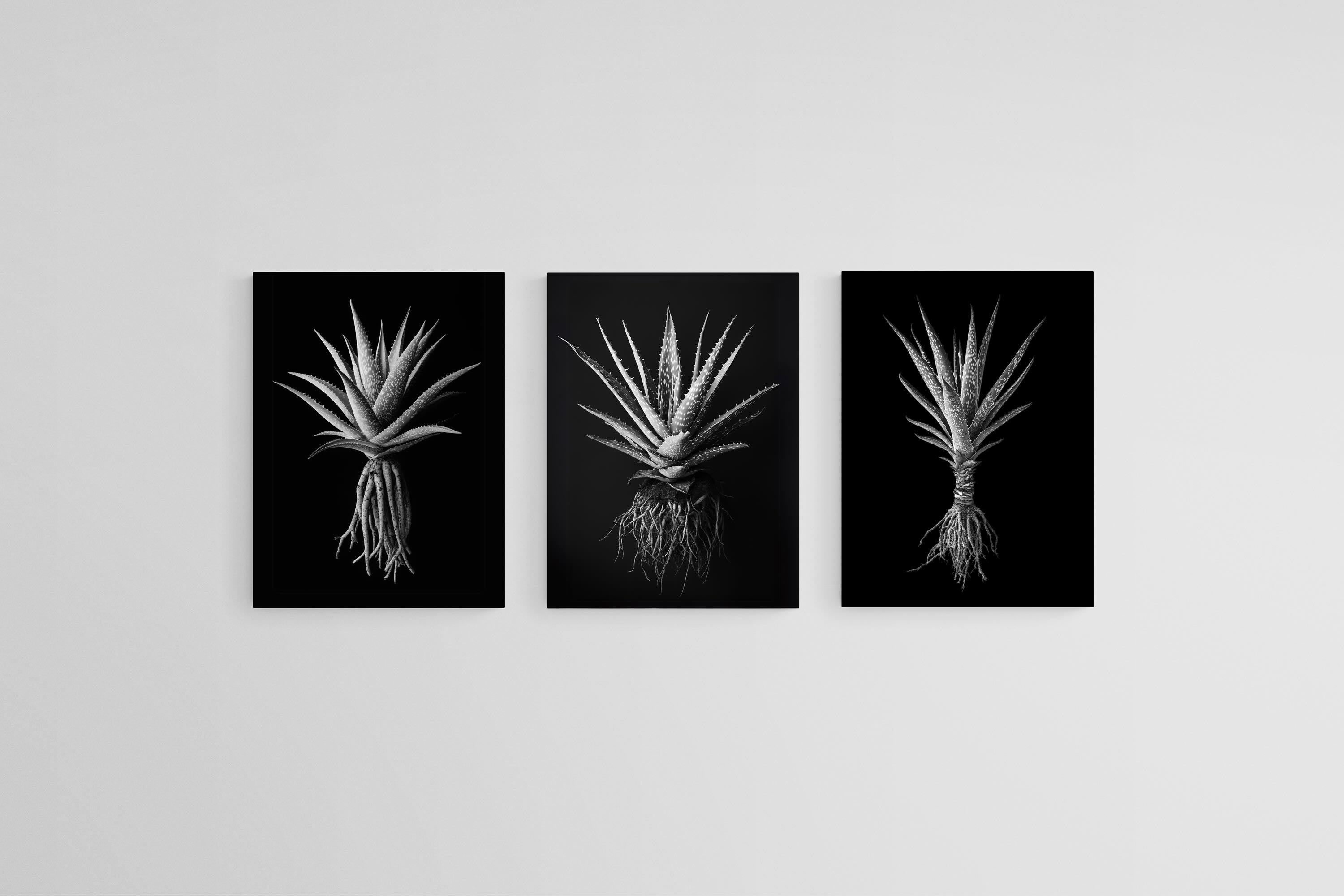 Black Aloe Set